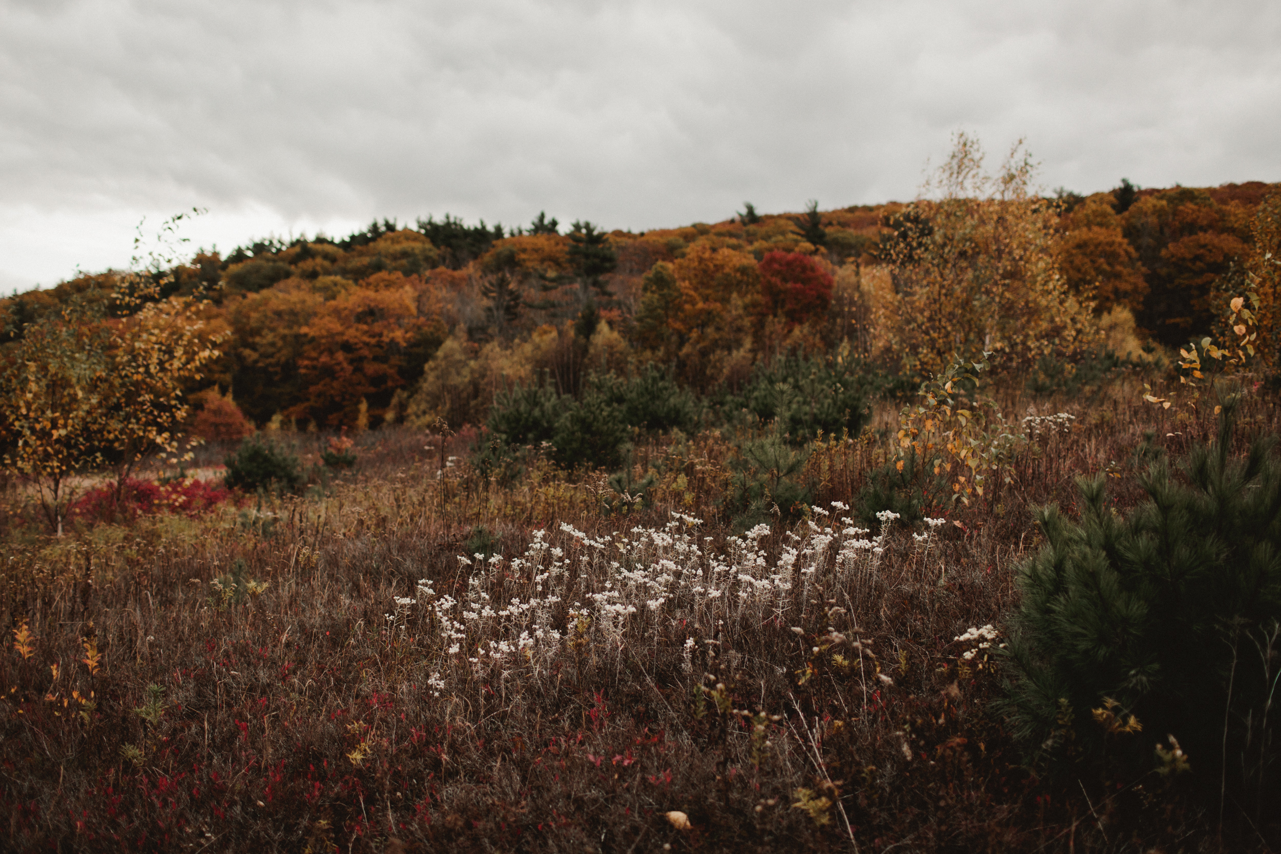 Camden-Hills-Engagement-Photos-78.jpg