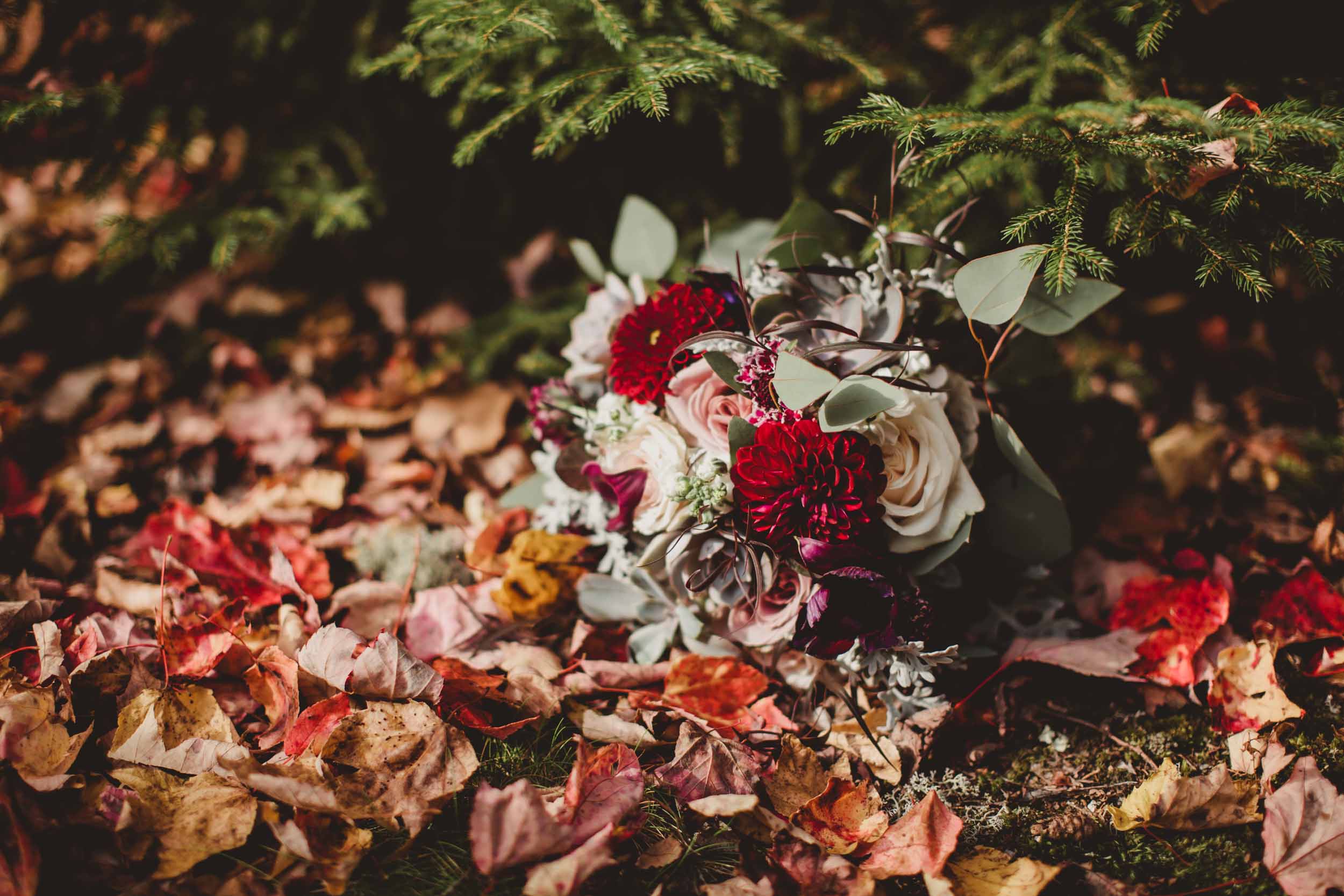 Acadia Elopement 