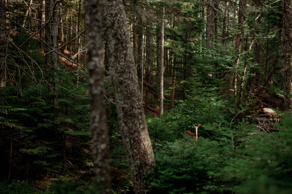 Acadia-Elopement-63.jpg