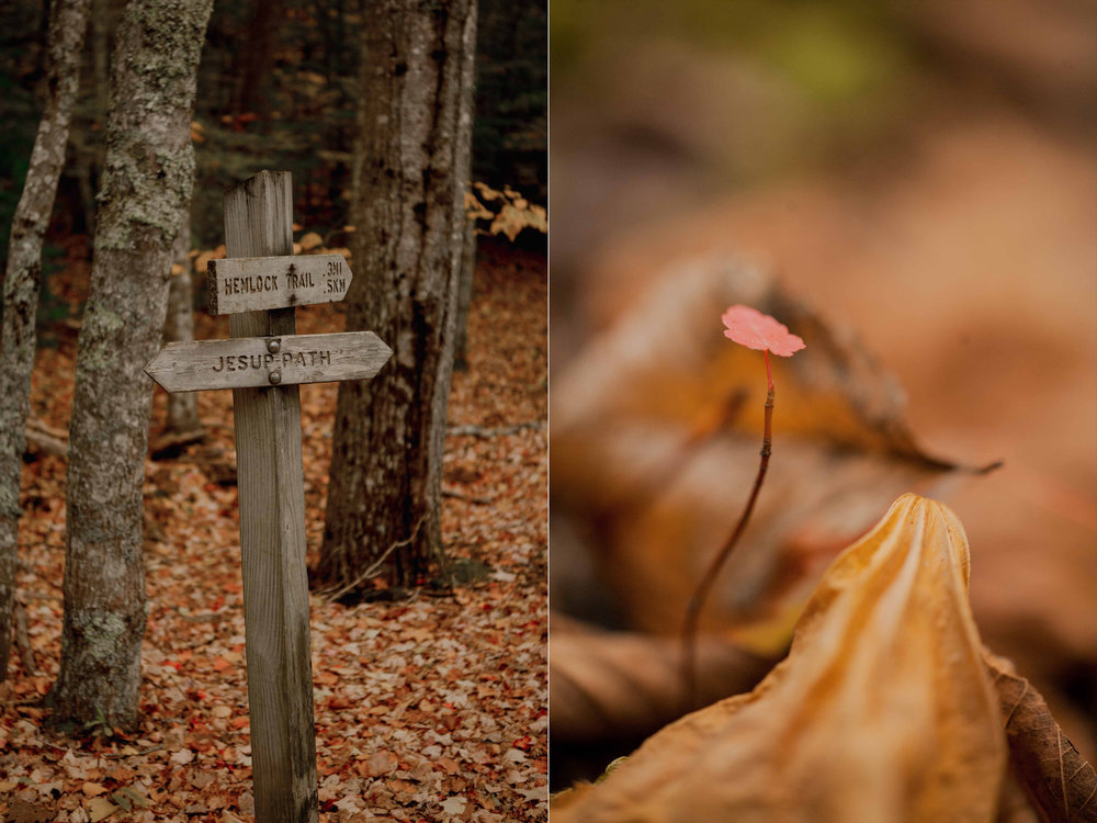 Acadia-Elopement1o.jpg