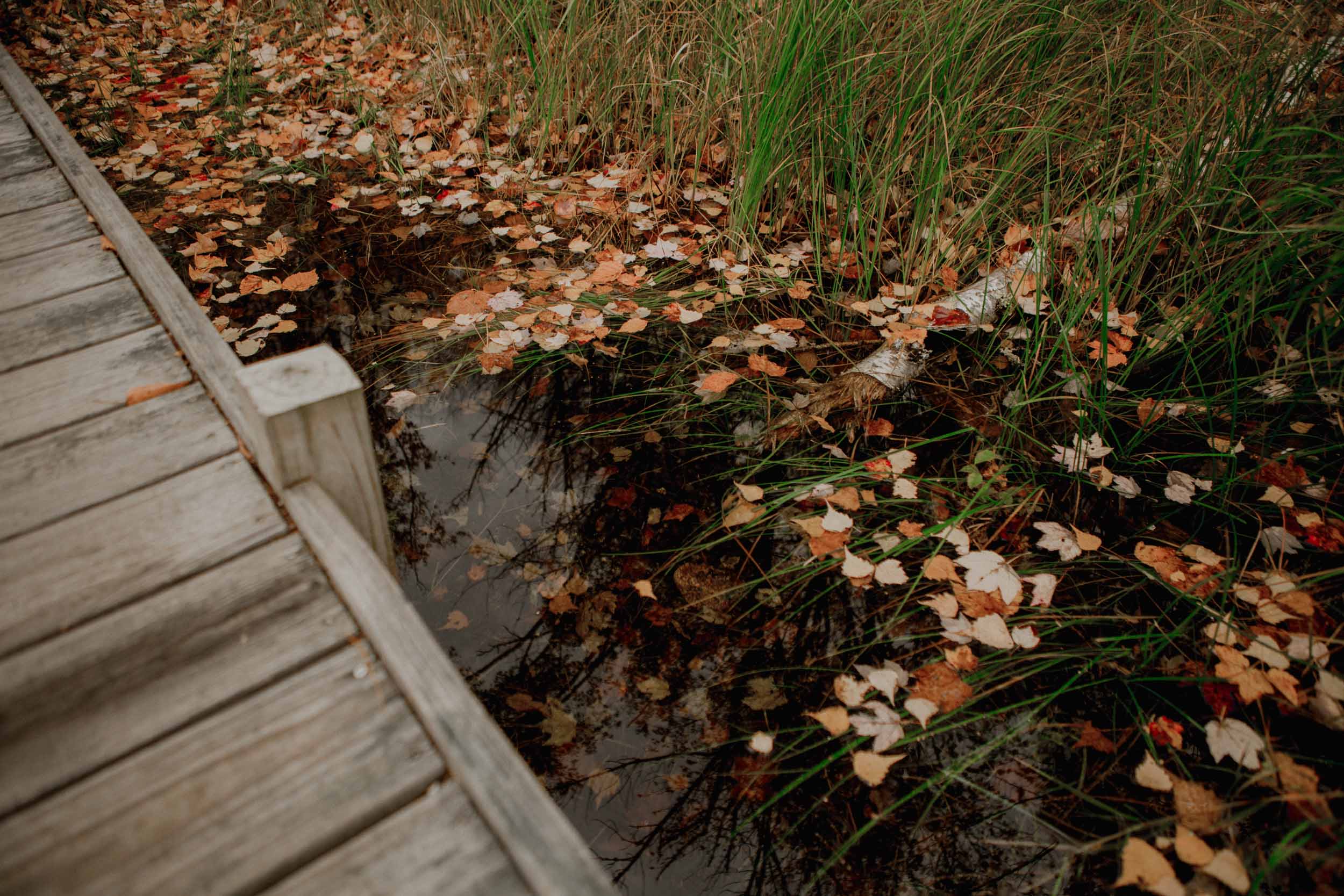 Acadia-Elopement60.jpg