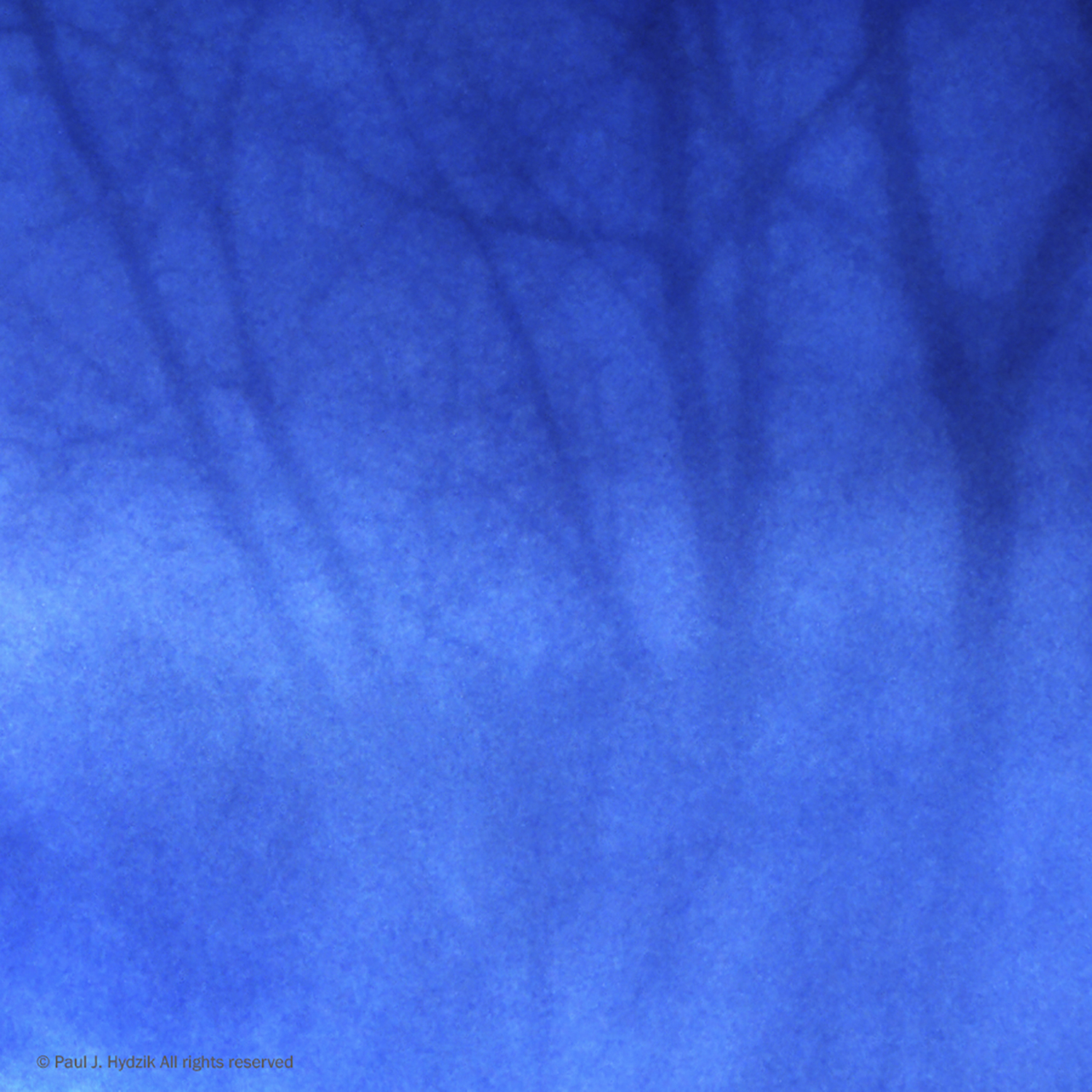 Blue Dreams