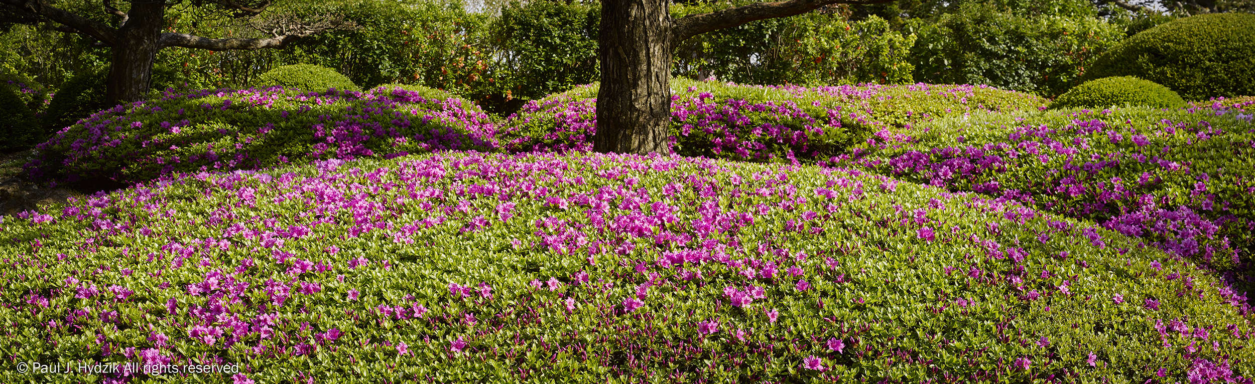 Chicago Botanic Garden