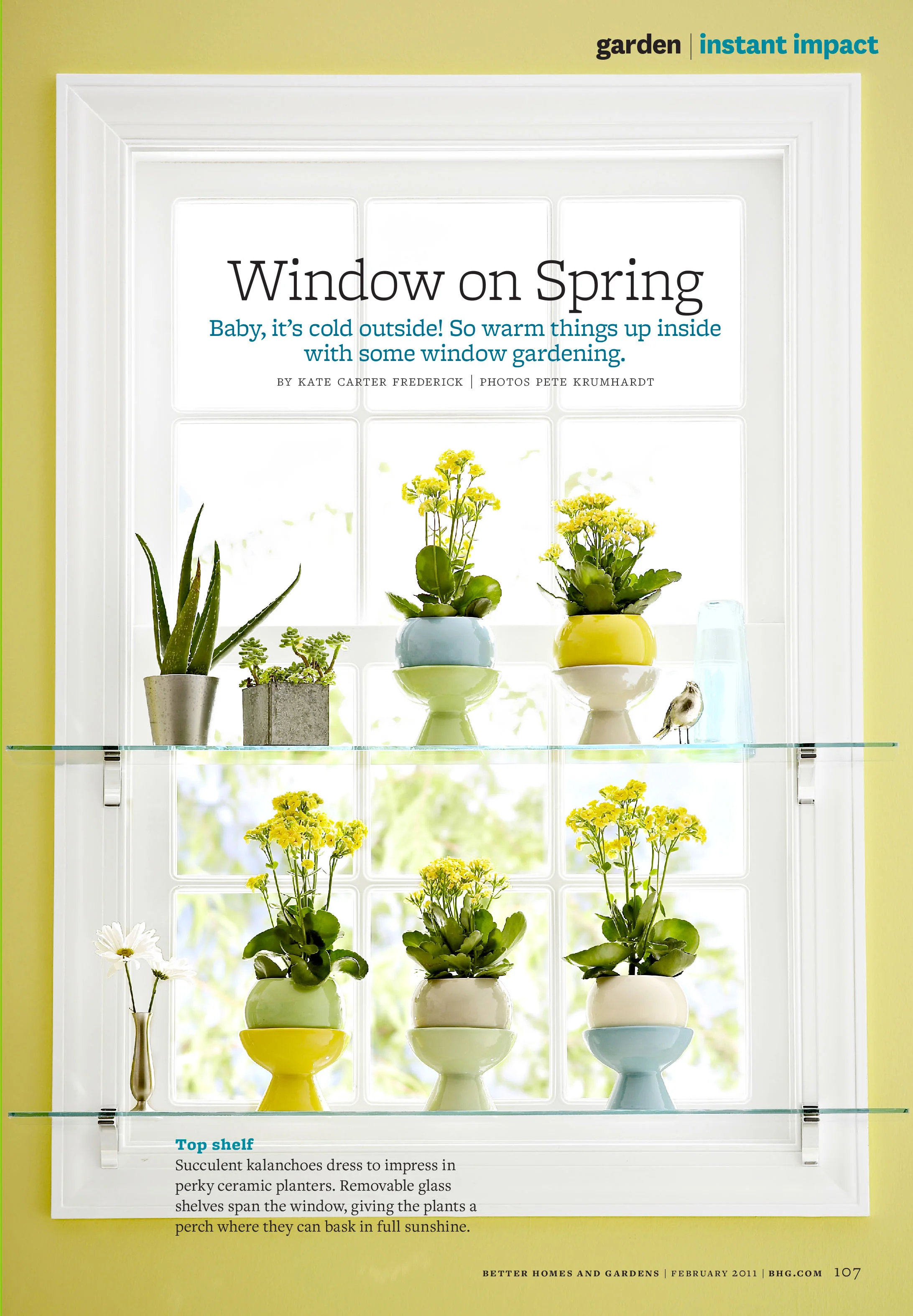 window plants-1.jpg