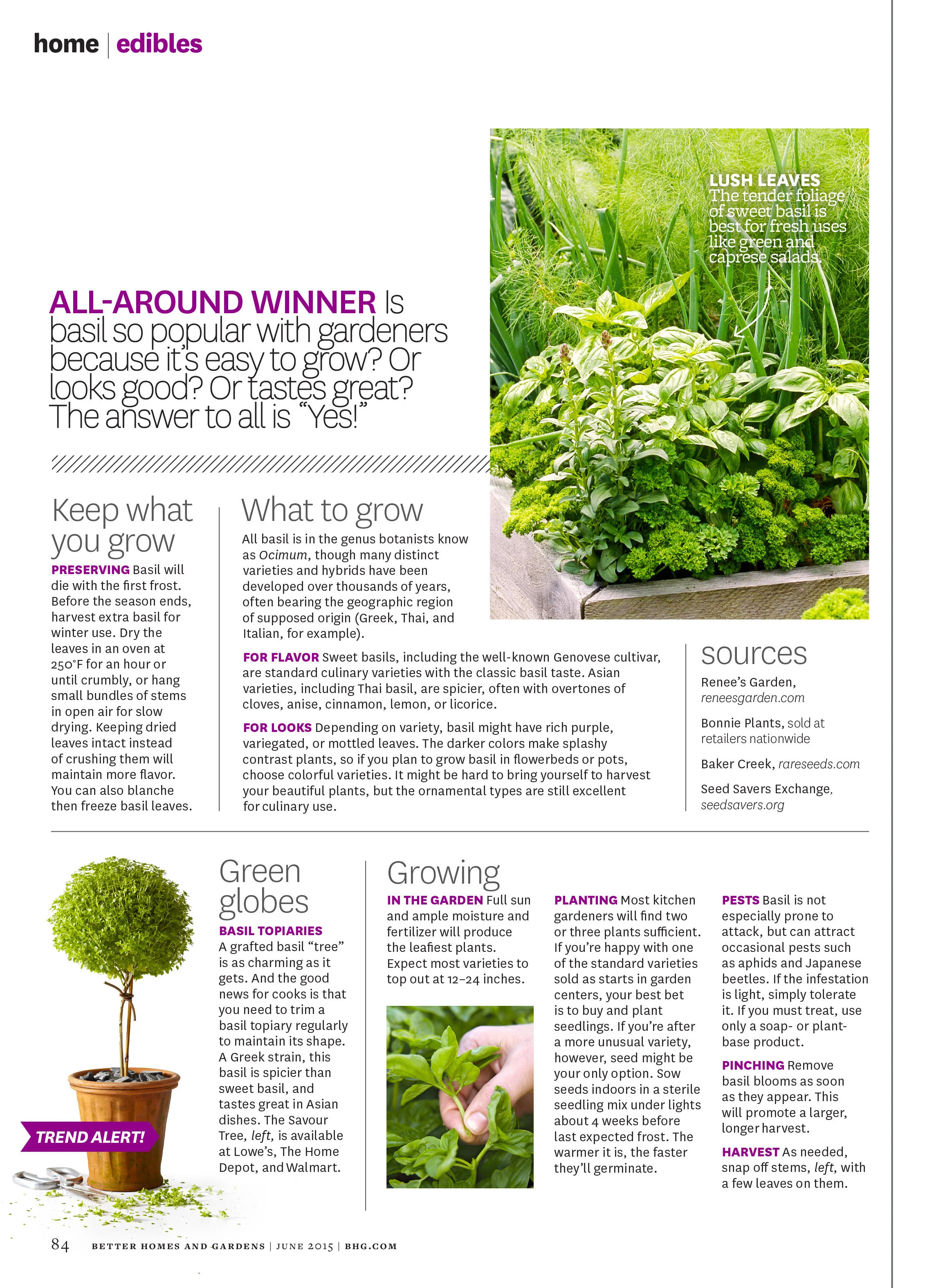 Basil-2.jpg
