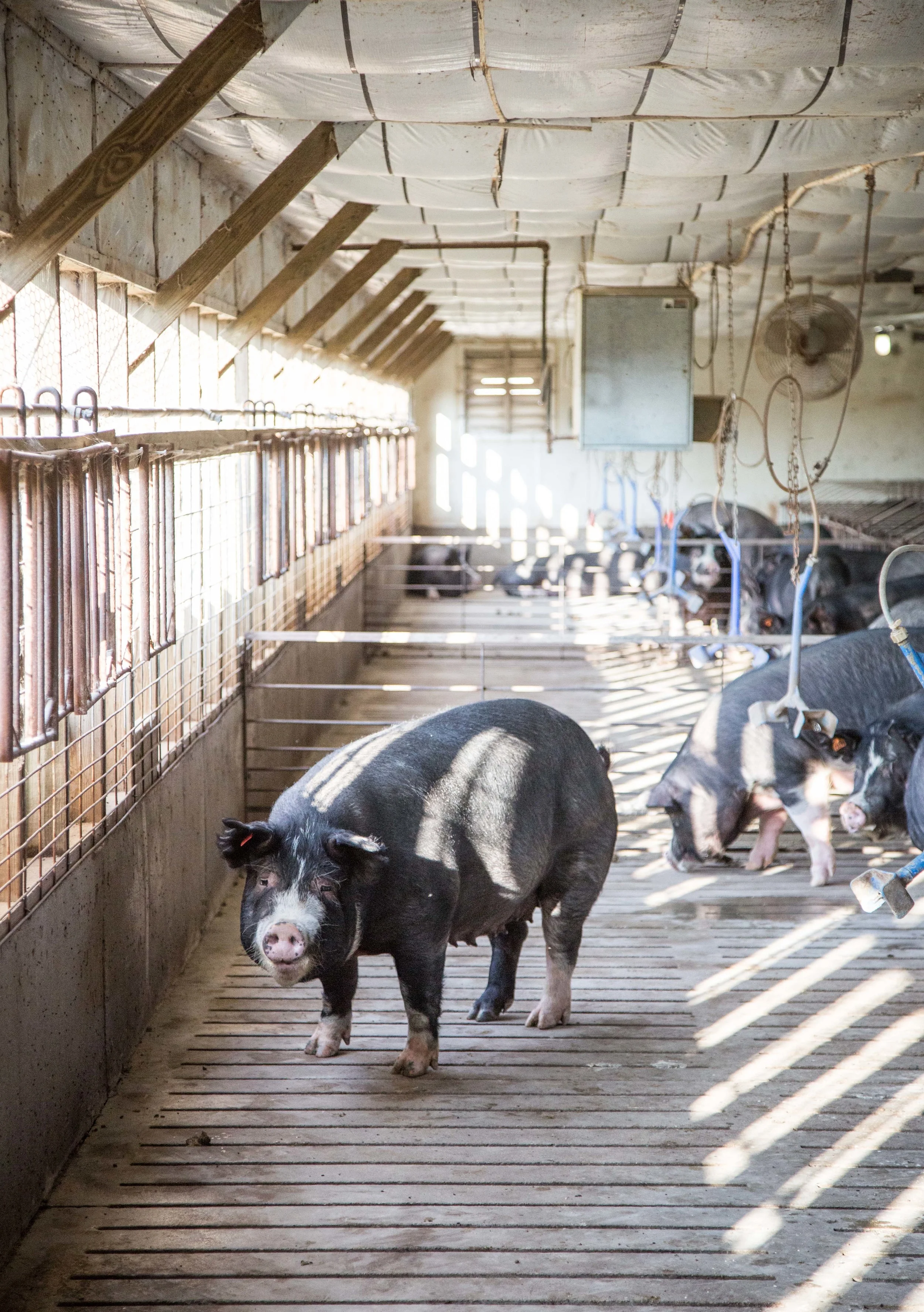 Sows (momma pigs) live in large spacious buildings called Gestation Barns before they give birth with other mommas. Pigs in these barns are not confined and are able to move about freely, while still being protected from the elements and in a safe place for farmers to handle them if need be.