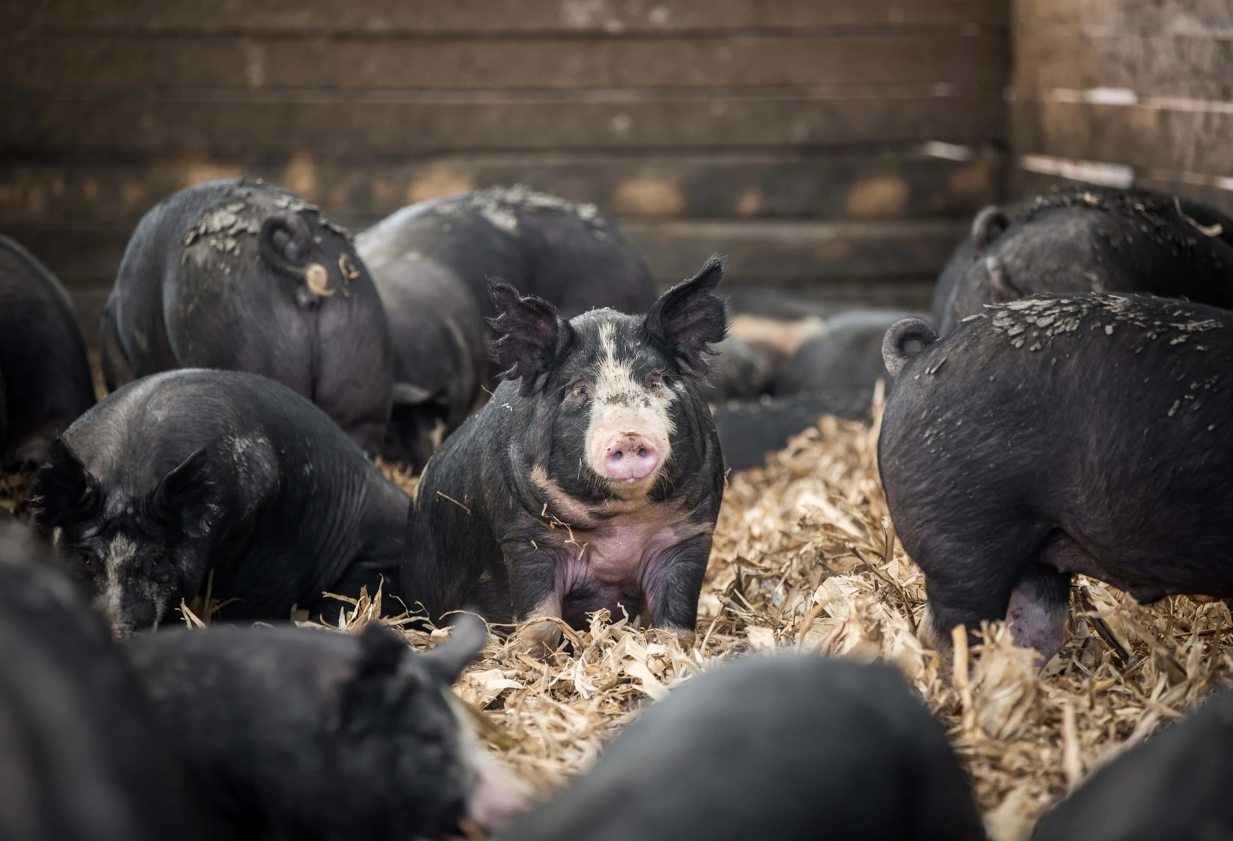 On bedding in the hoop barns, pigs are able to lie down, cool off, and get dirty. Pigs do not have sweat glands, so mud actually acts as a cooling agent for them.
