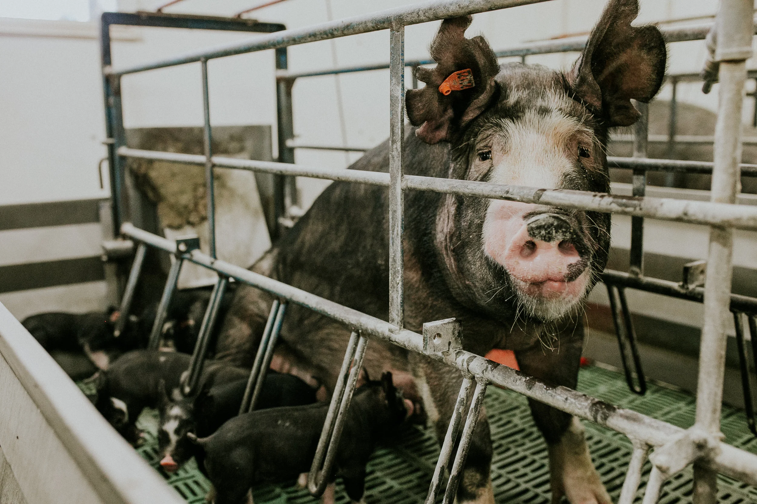 Sows who are about to, or have recently given birth, live in temporary farrowing crates for the safety of their babies, themselves, and our farmers. This environment protects them from the outside elements, allows the babies to move about and nurse without accidentally being trampled by their mother, and allows the farmer to properly care for both momma and babies.