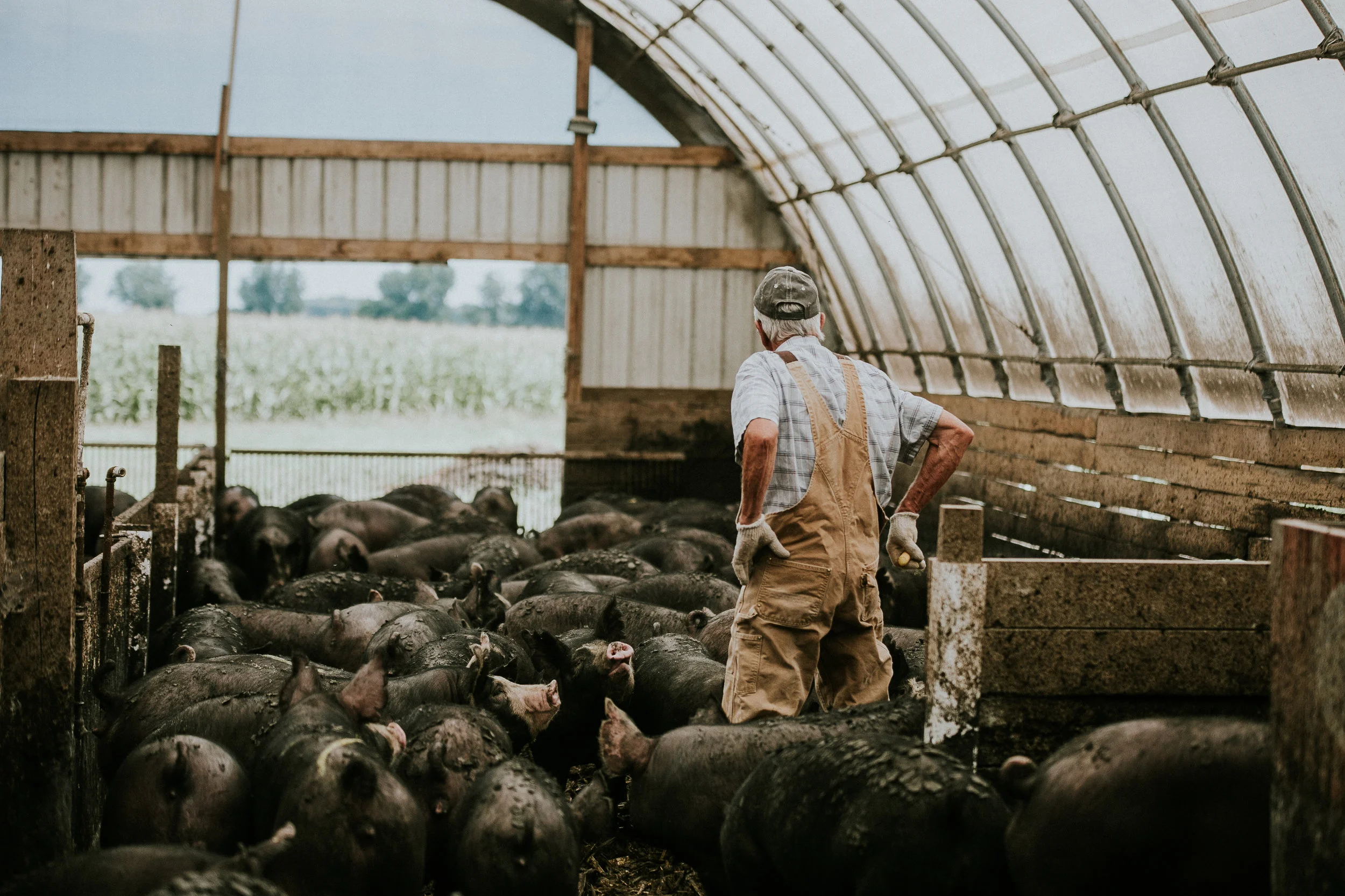 Jack looks over the pigs daily to make sure everyone is healthy and happy.