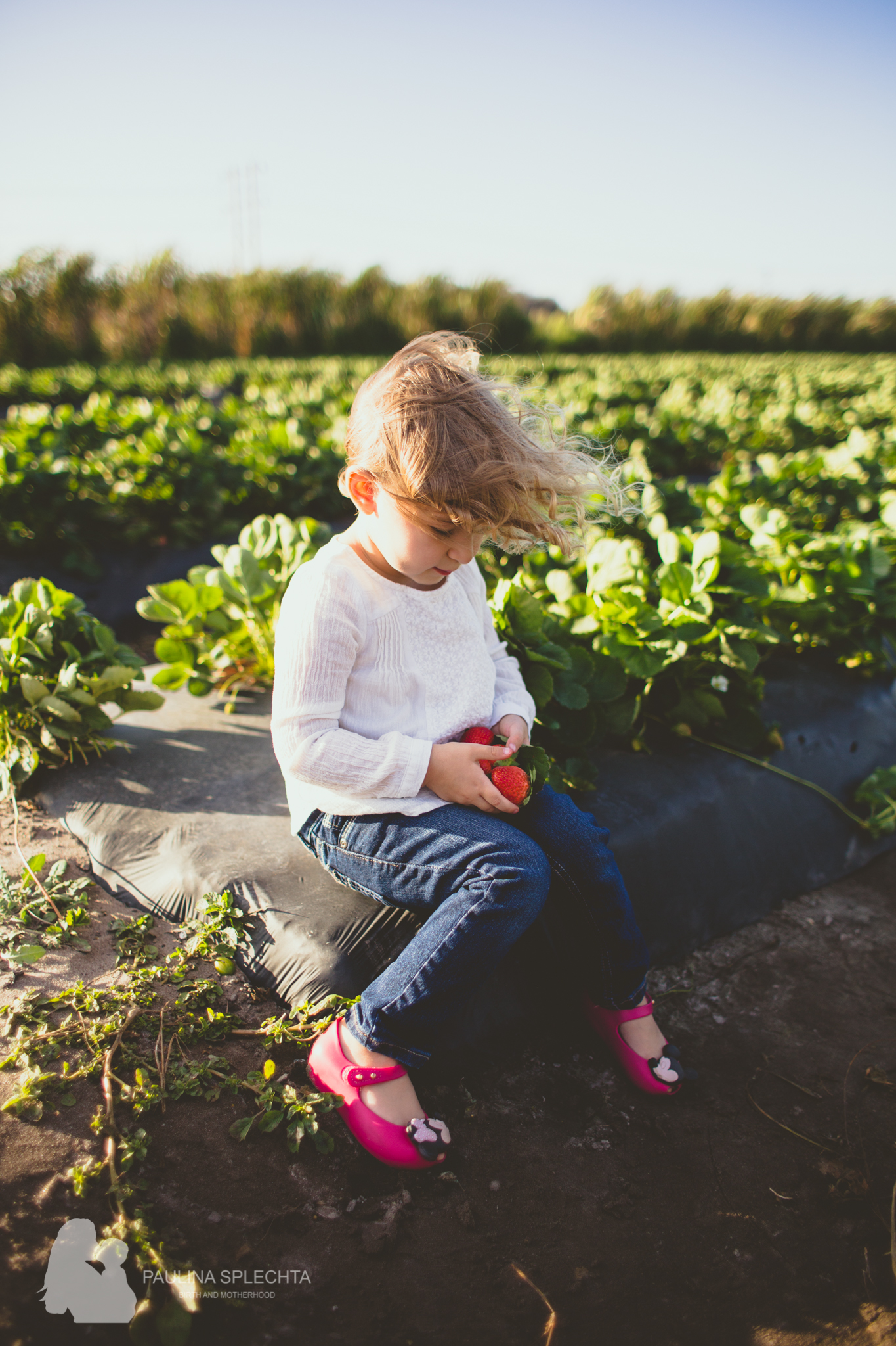 Farm Photo Shoot Strawberry Patch Family Florida-2.jpg