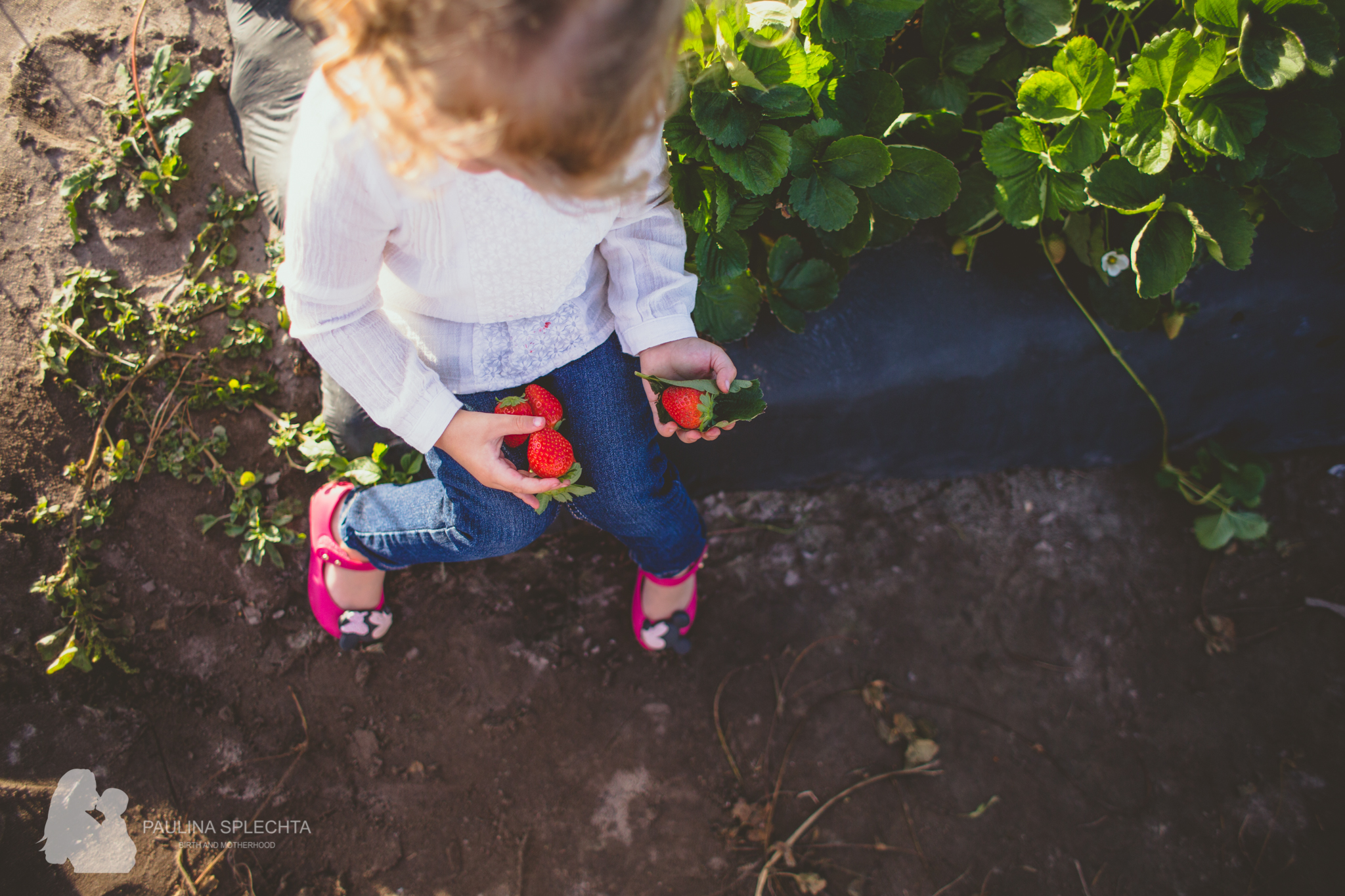 Farm Photo Shoot Strawberry Patch Family Florida-3.jpg