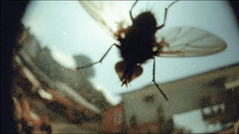A_fly_crawling_202601070622.gif