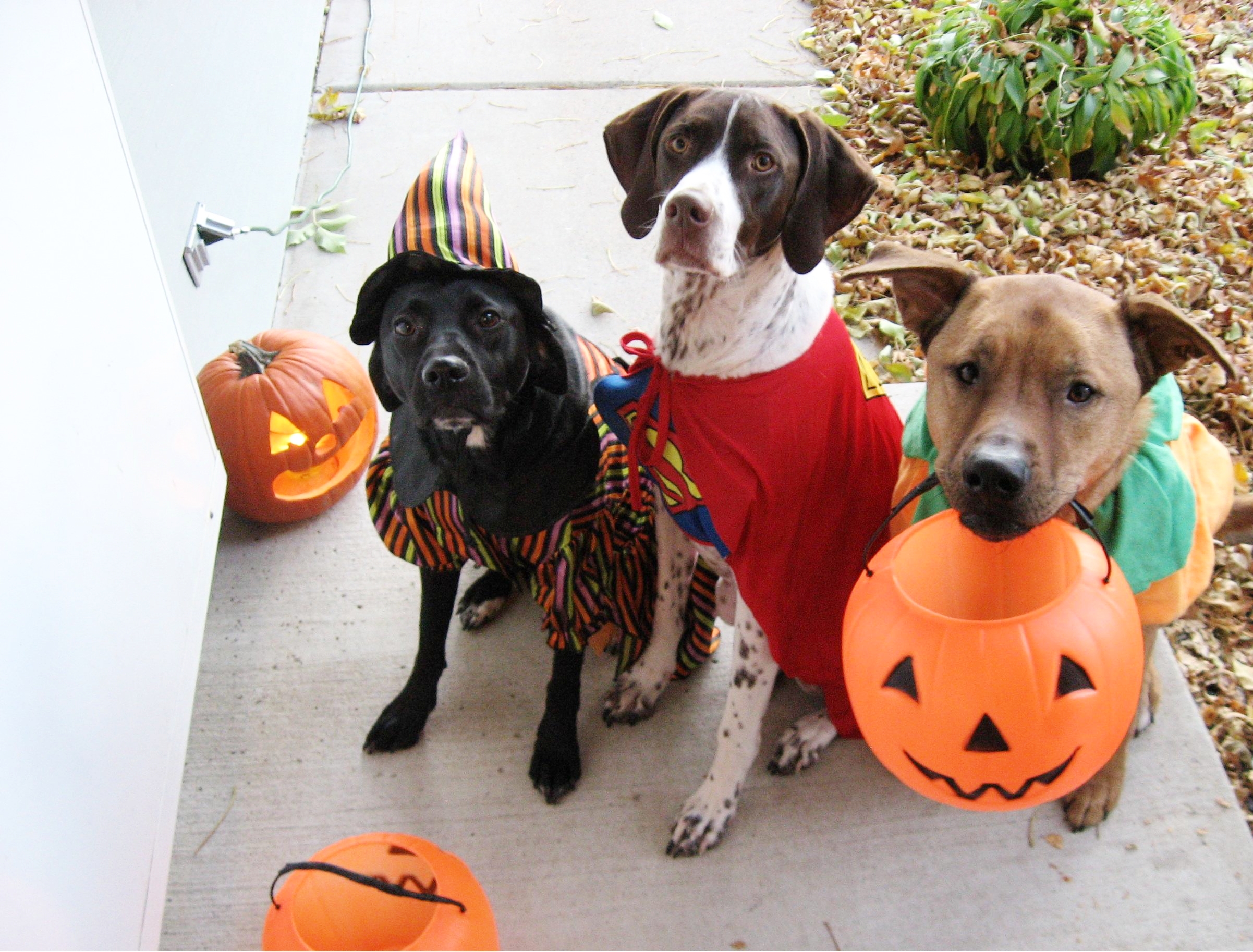 Who could resist these adorable creatures? :-)