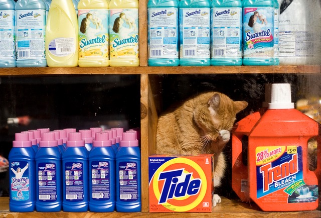  Inside these stores, we are not surprised to find a resident cat among the groceries