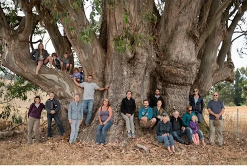 Eucalyptus Scientists Featured in Counterpunch
