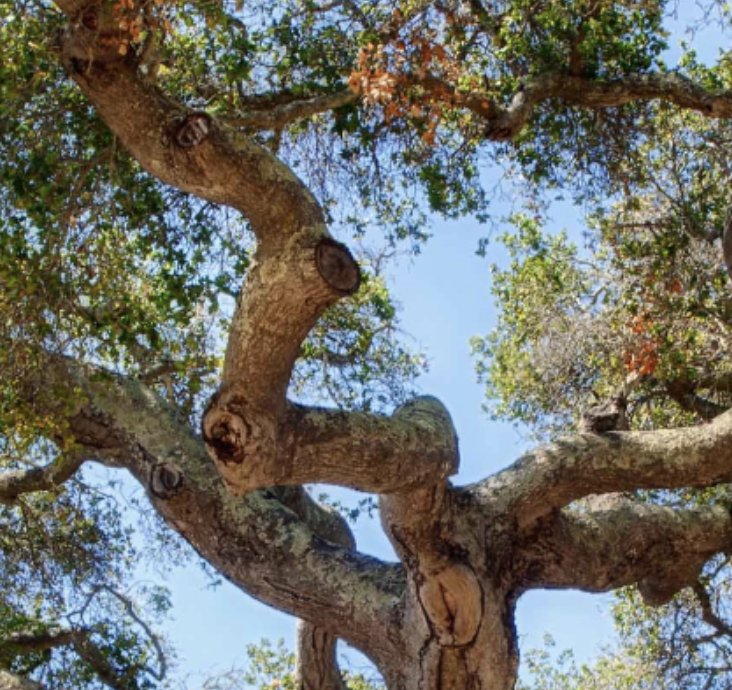 The Trees of California- Lecture with Dr. Ritter