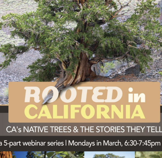 Rooted In California:  CA’s Native Trees &amp; the Stories They Tell Webinar
