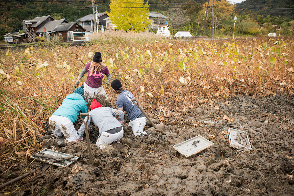 lotus_root_harvest_6461.jpg