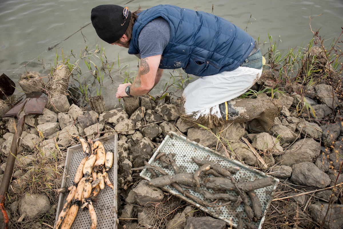 lotus_root_harvest_6543.jpg