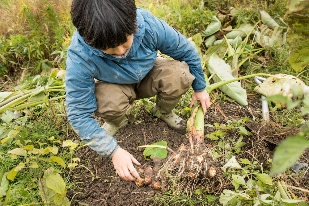 Taro root