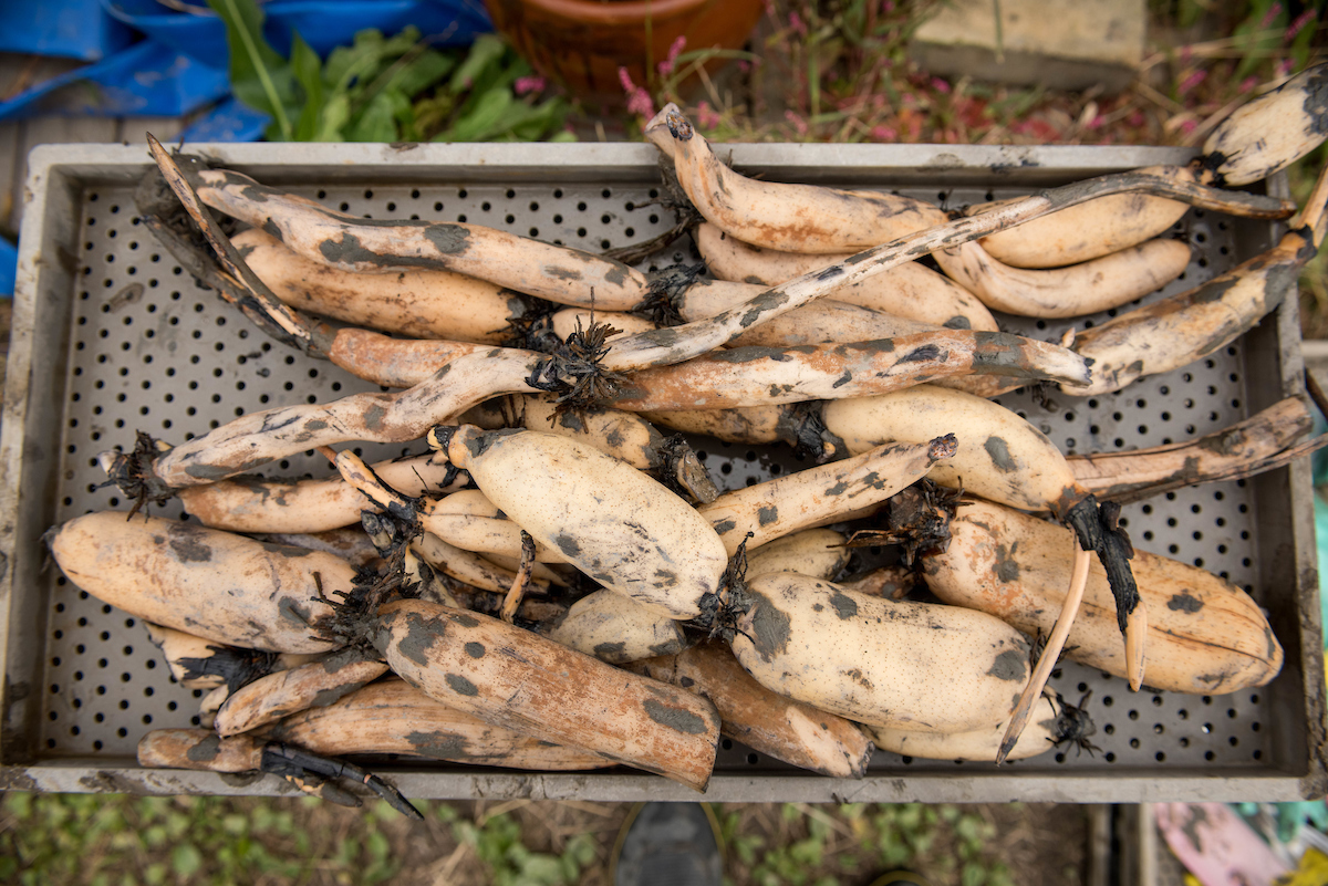 Our lotus root bounty