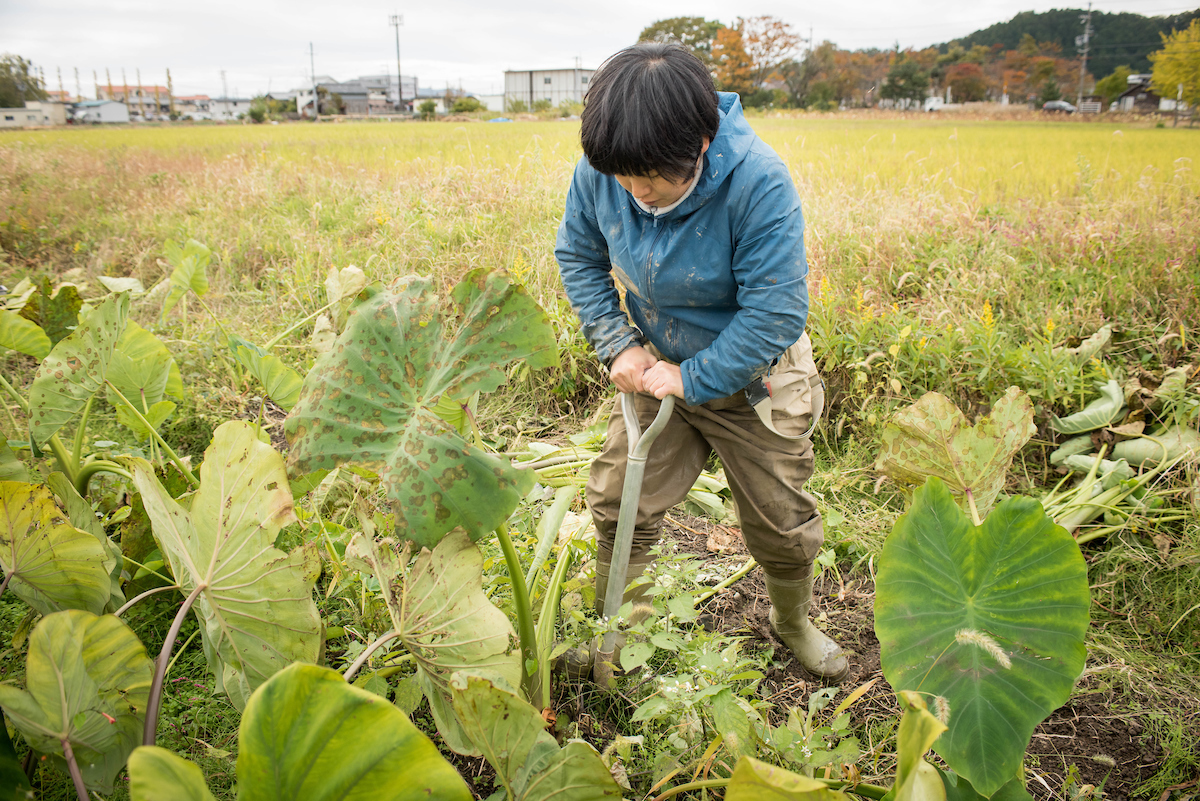 Satomi harvesting taro
