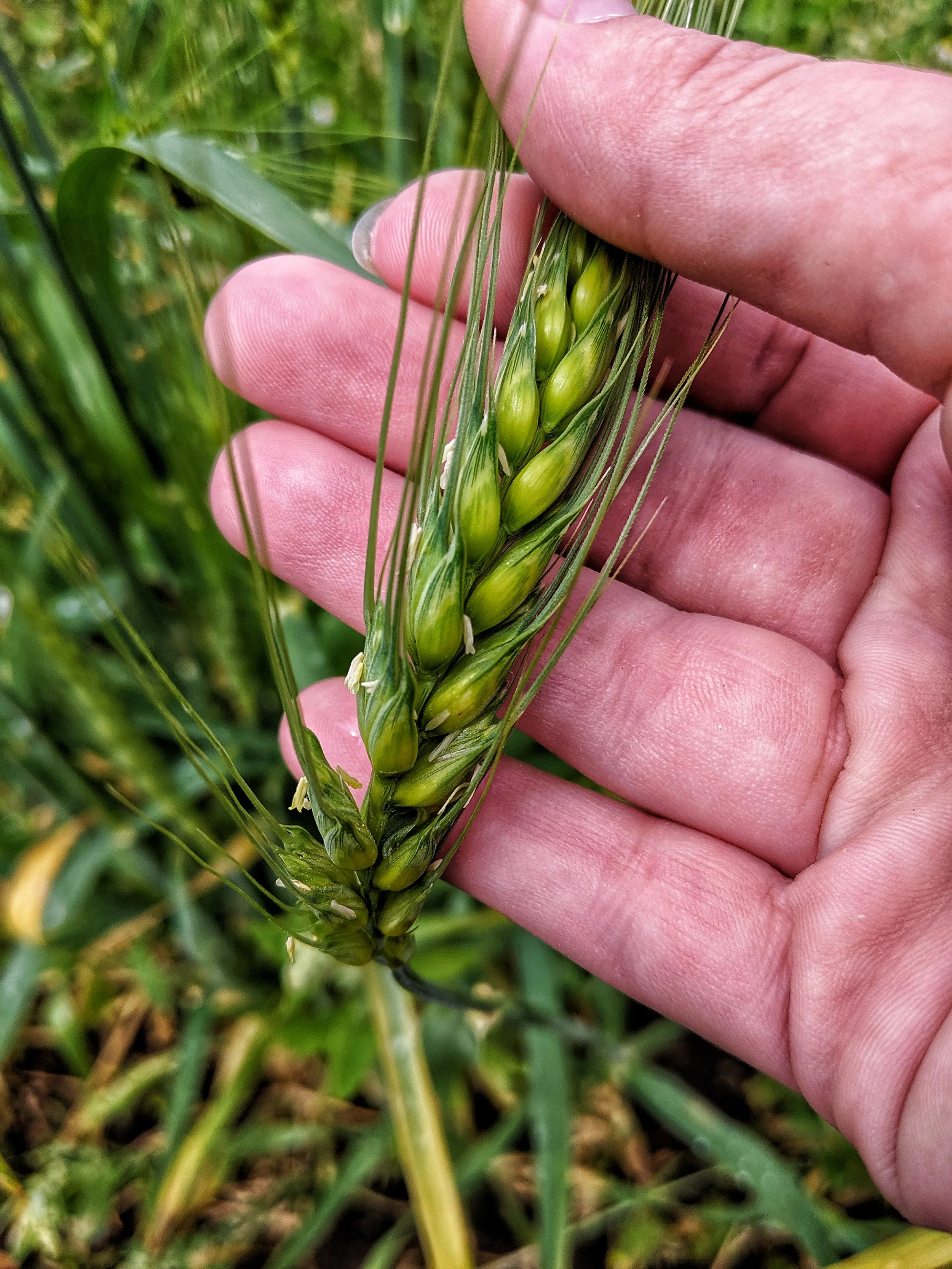 Green Edison in July. Photo by Margo Lowry, Camas Country Mill