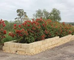 Callistemon viminalis Slim