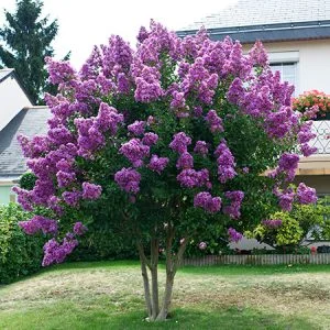 Laegerstroemia indica “Twilight”
