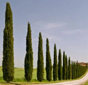 Cupressus sempervirens