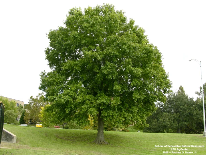 Quercus Macrocarpa