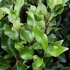 Ligustrum japonicum ‘Recurvifolium’