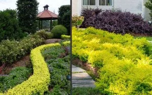 Ligustrum sinense ‘Sunshine’