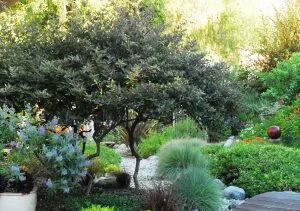 Vitex trifolia ‘Purpurea’