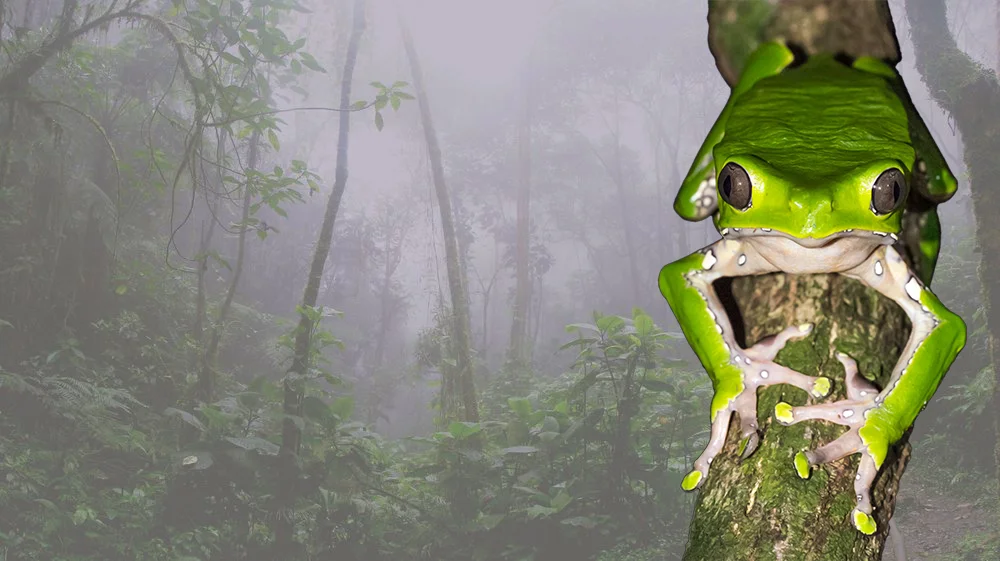 jungle-rainforest-home-of-kambo-frog-banner.jpg