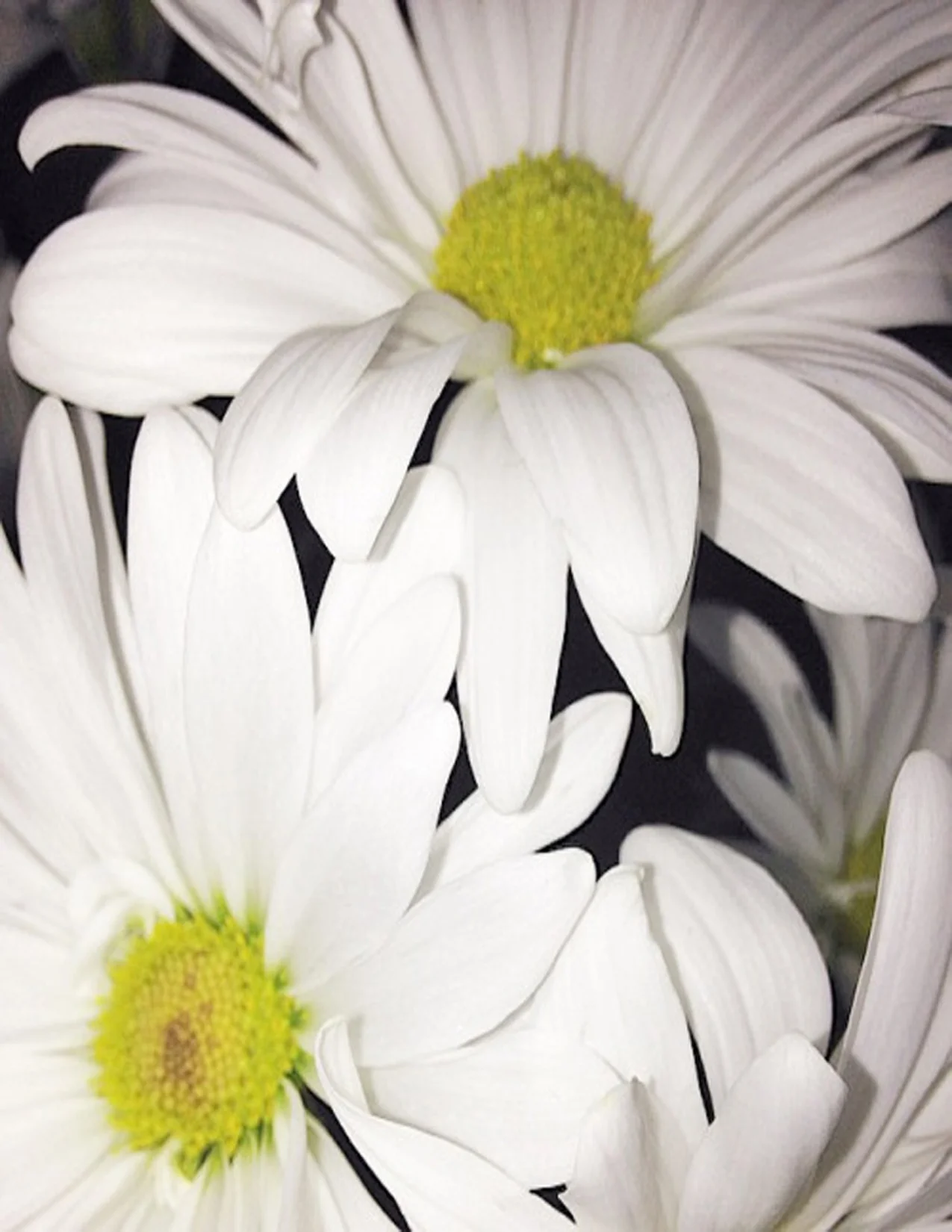 daisies.jpg