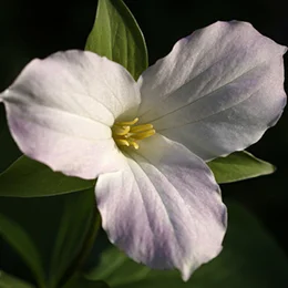 TRILLIUM BLOCK