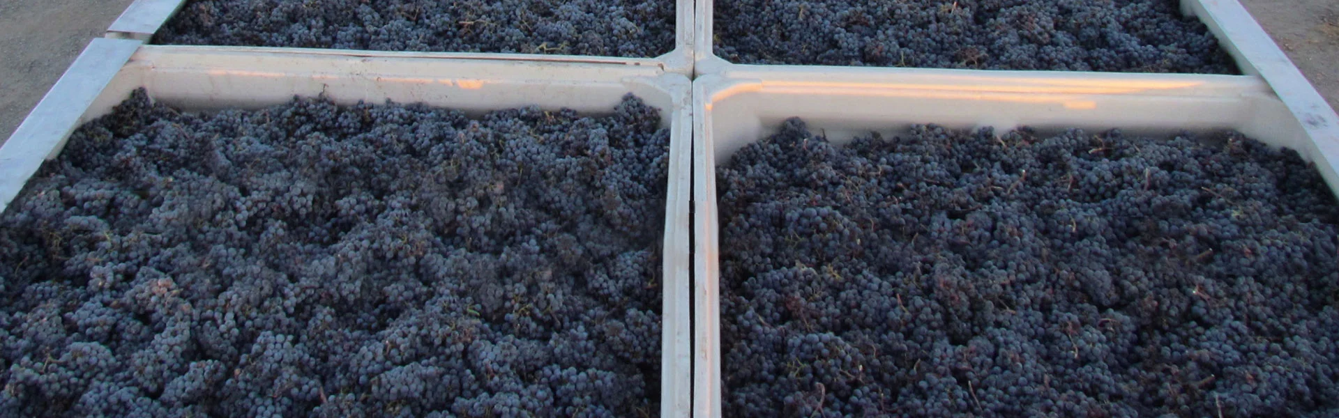 ACCOLADES — FireThorn Vineyard