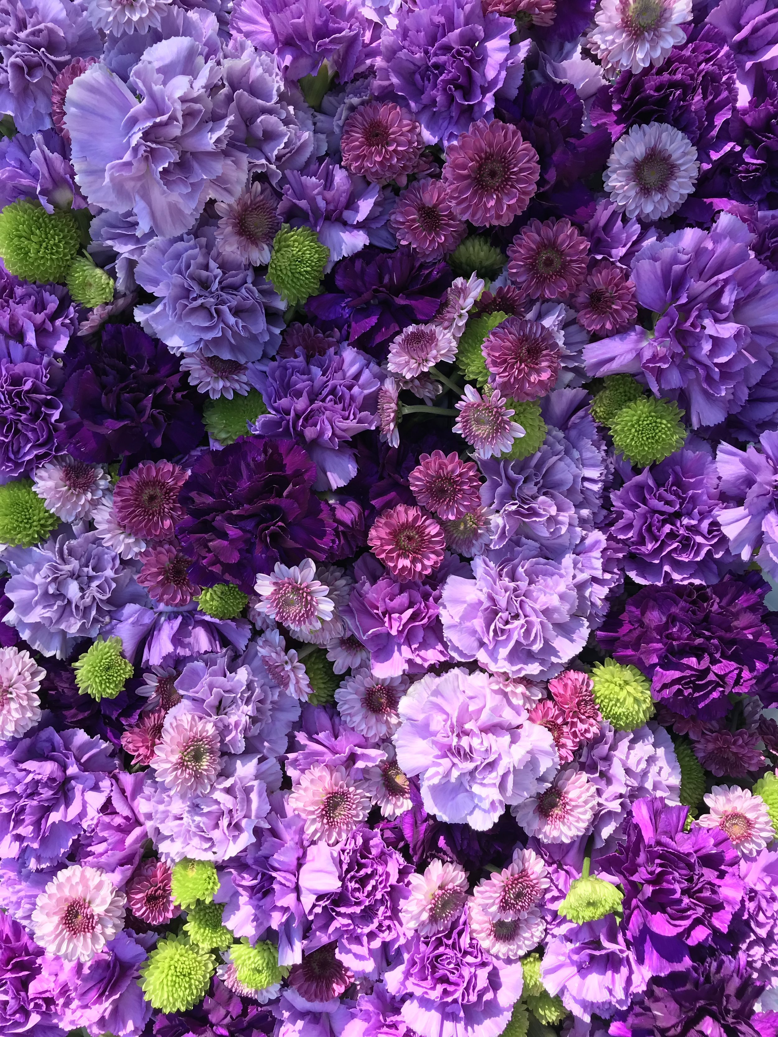 Carnations - violet