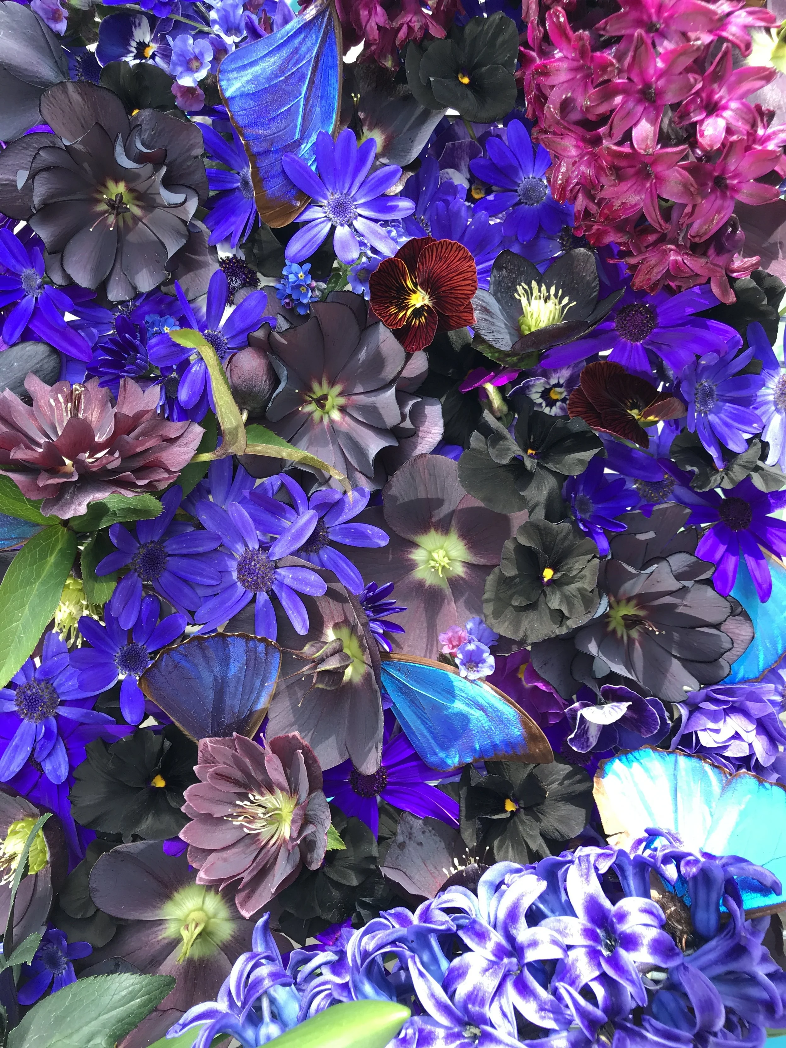 Black and Blue