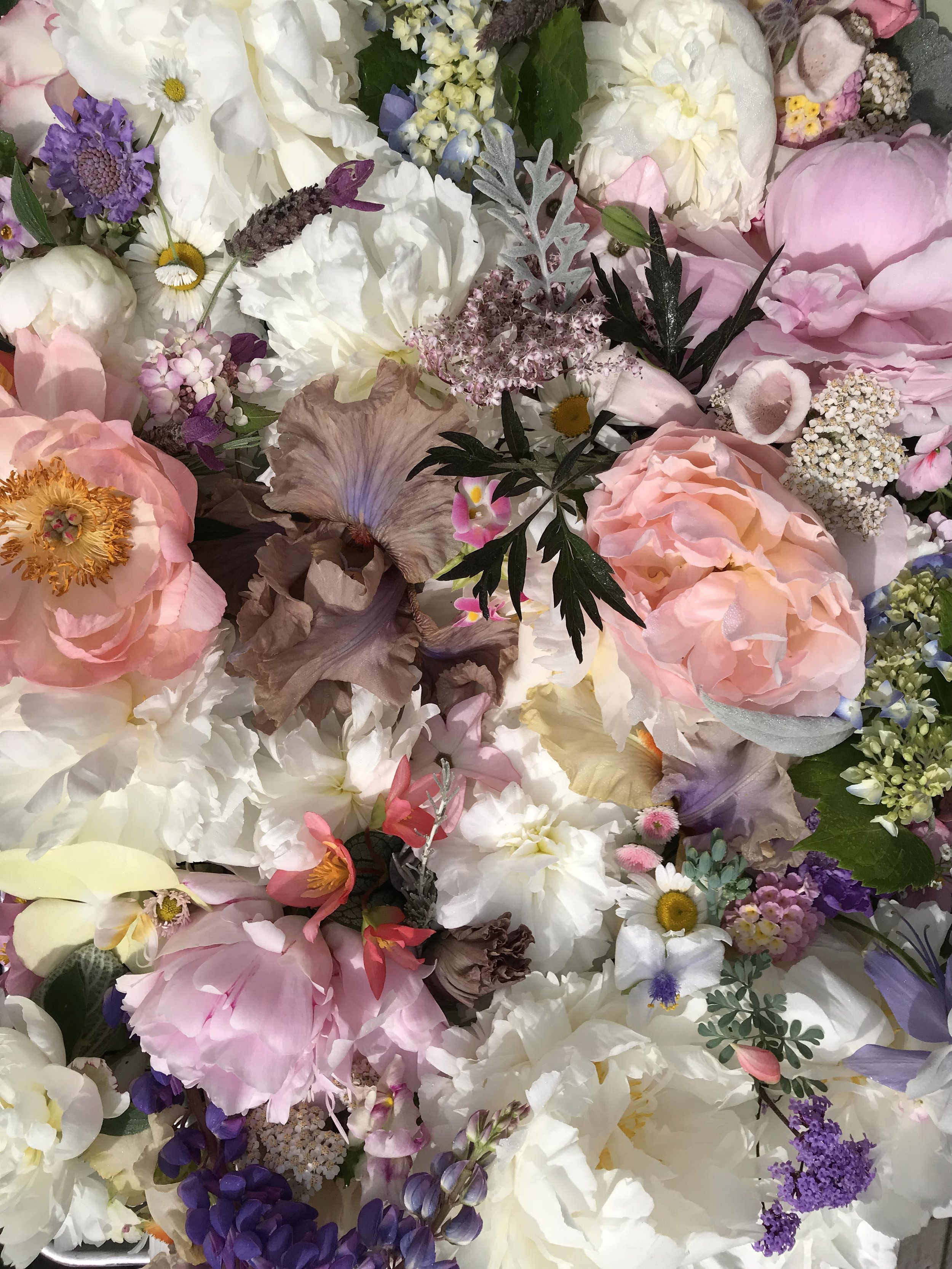 Peonies - blush