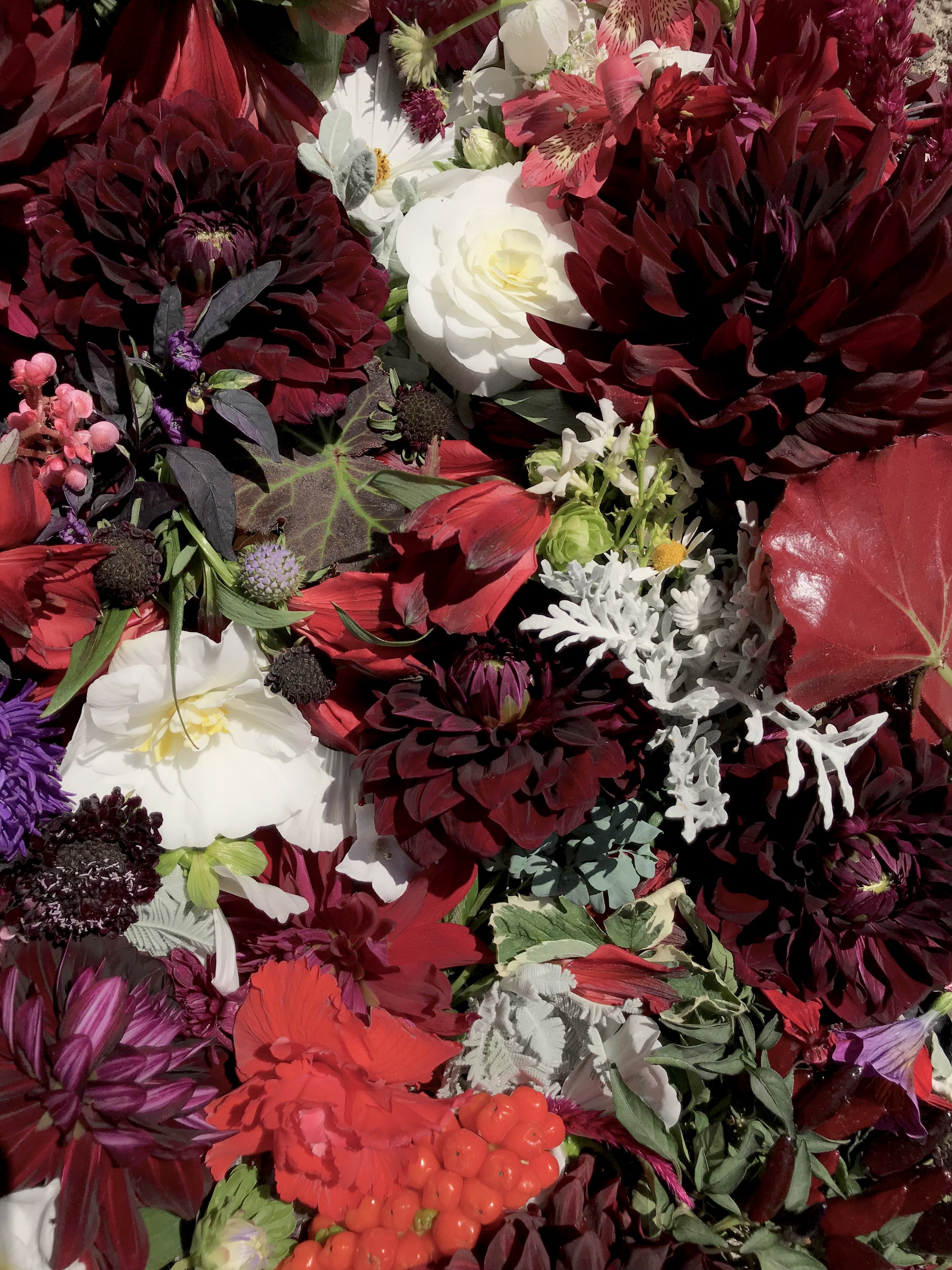 Dahlias
