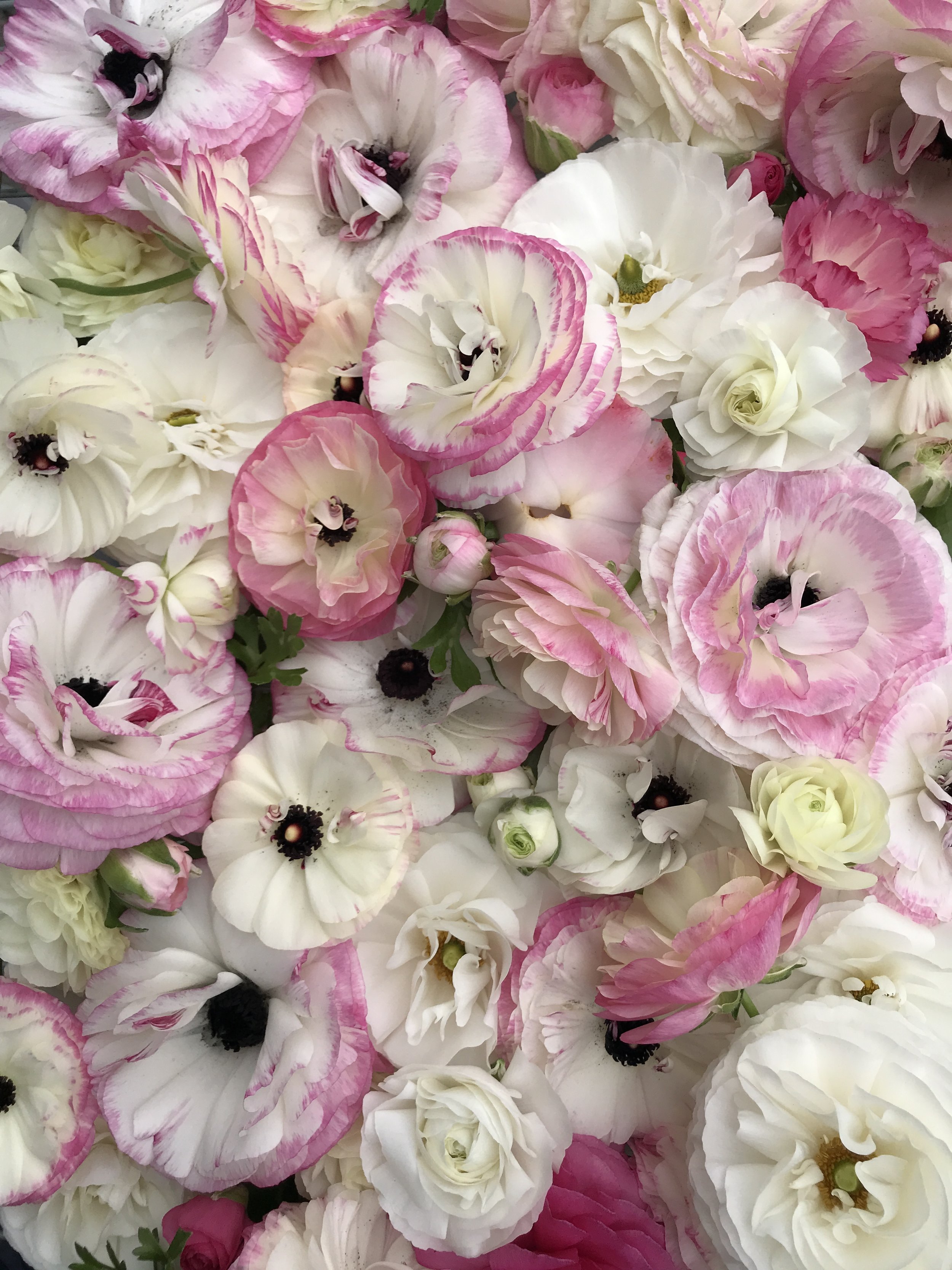 Ranunculus