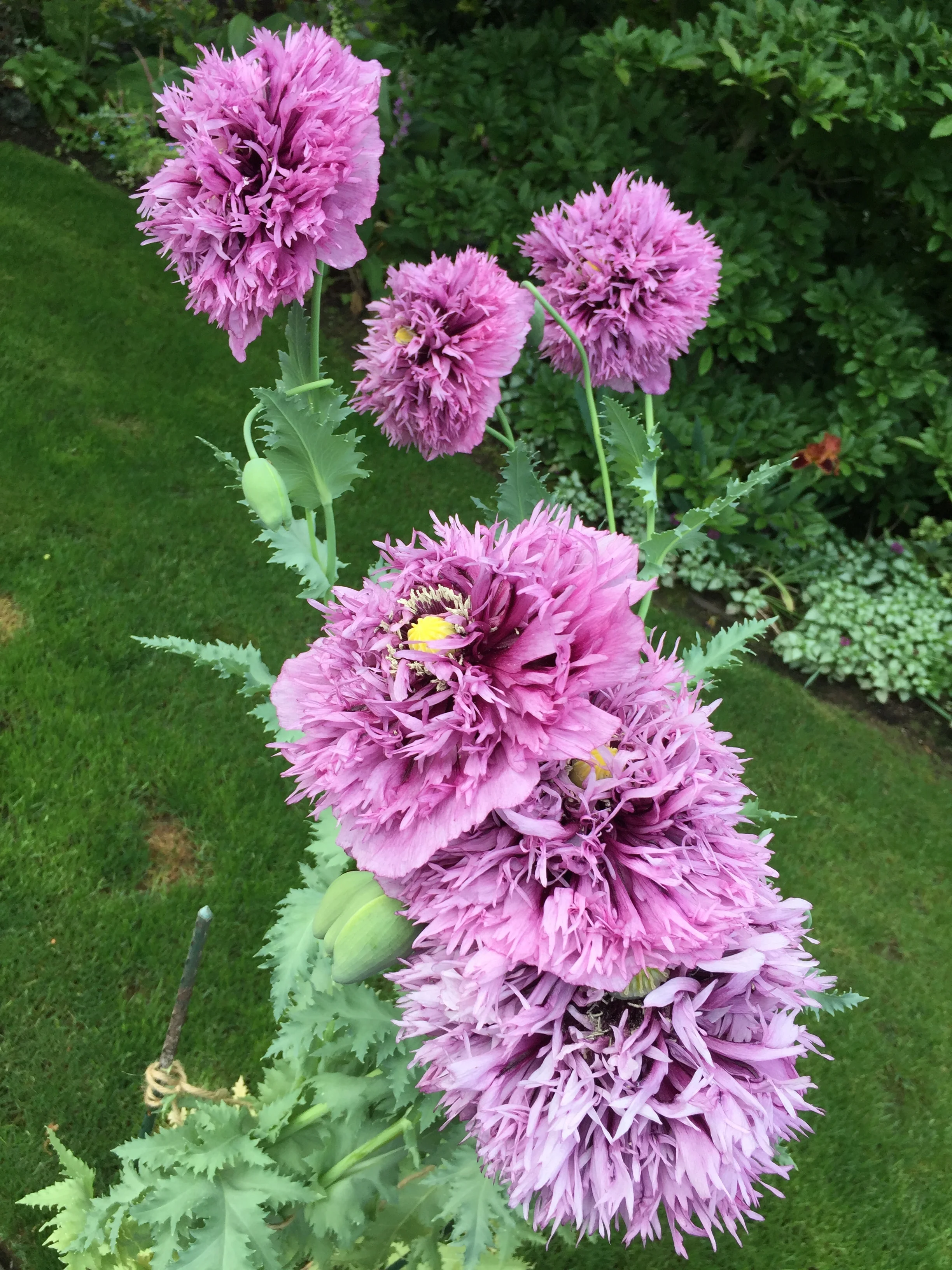 Opium poppies