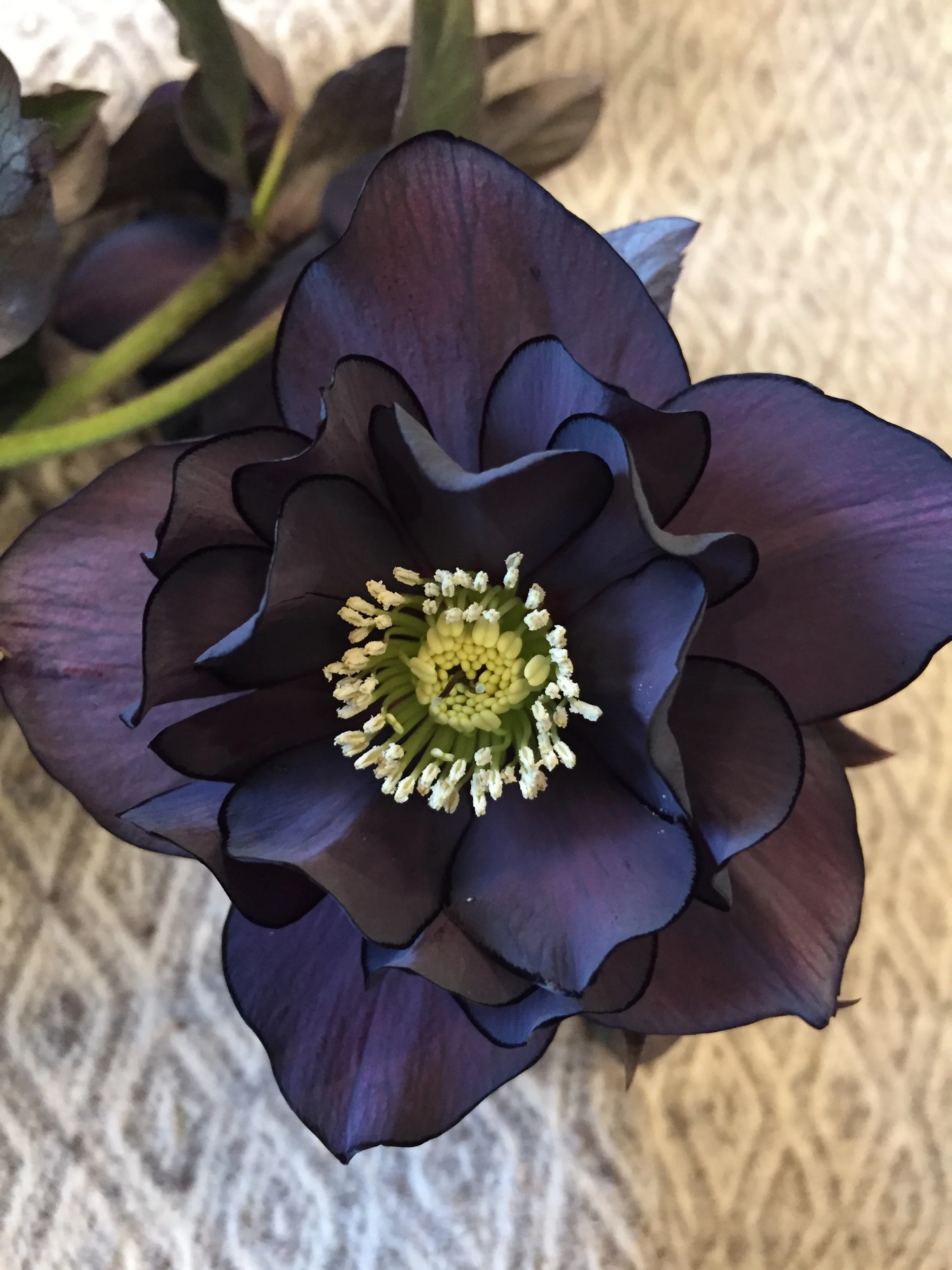 Hellebore