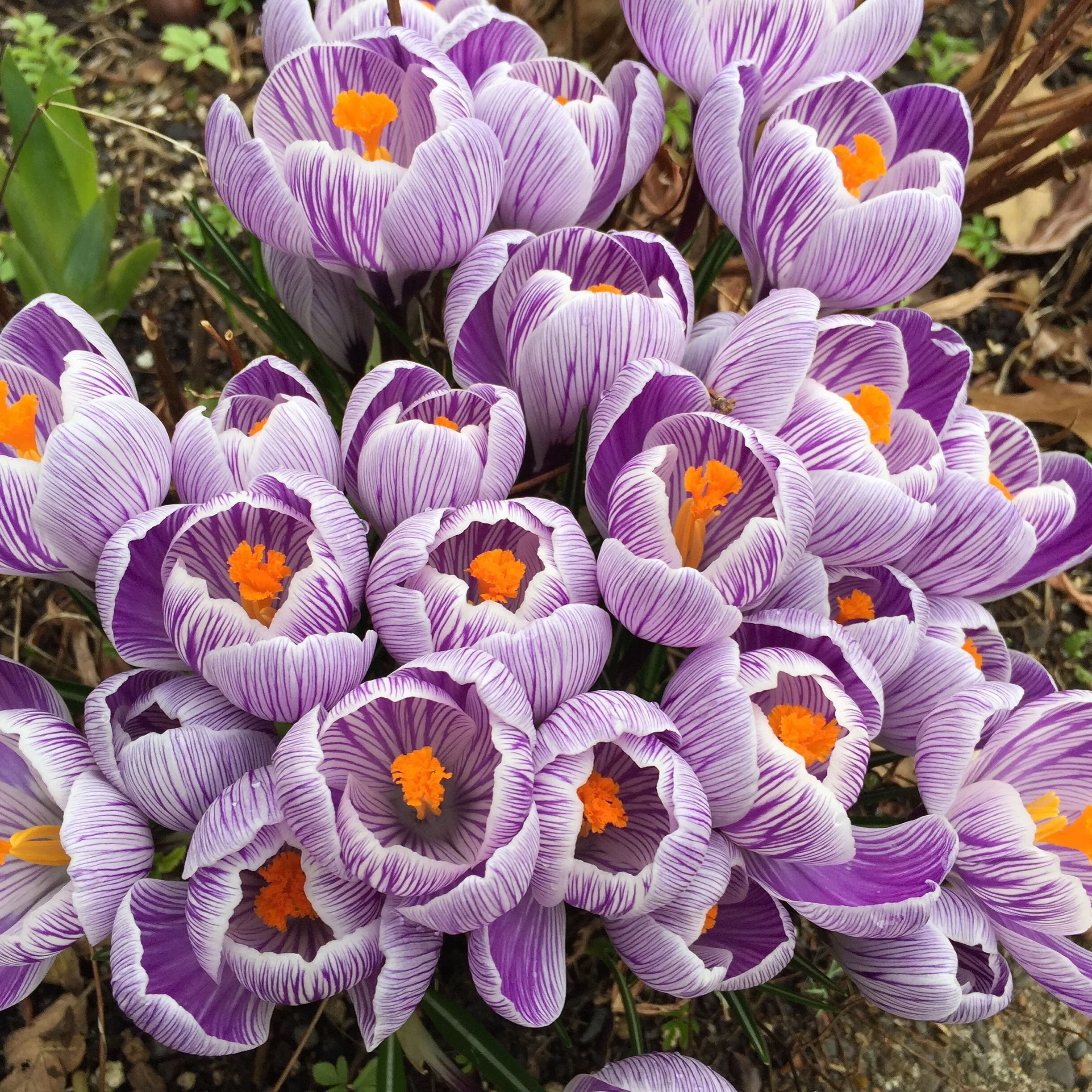 Crocus