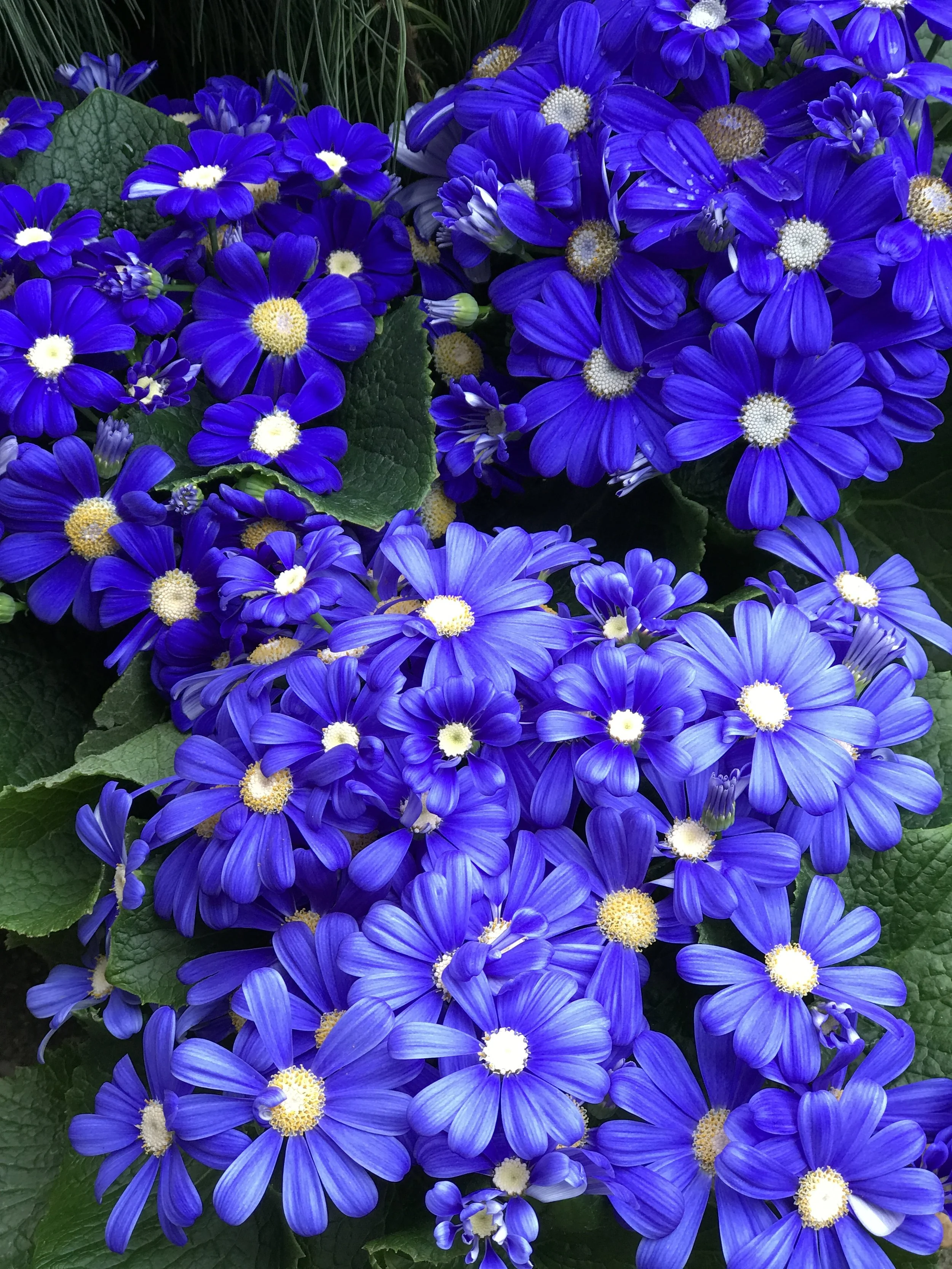 Blue Cinerarias