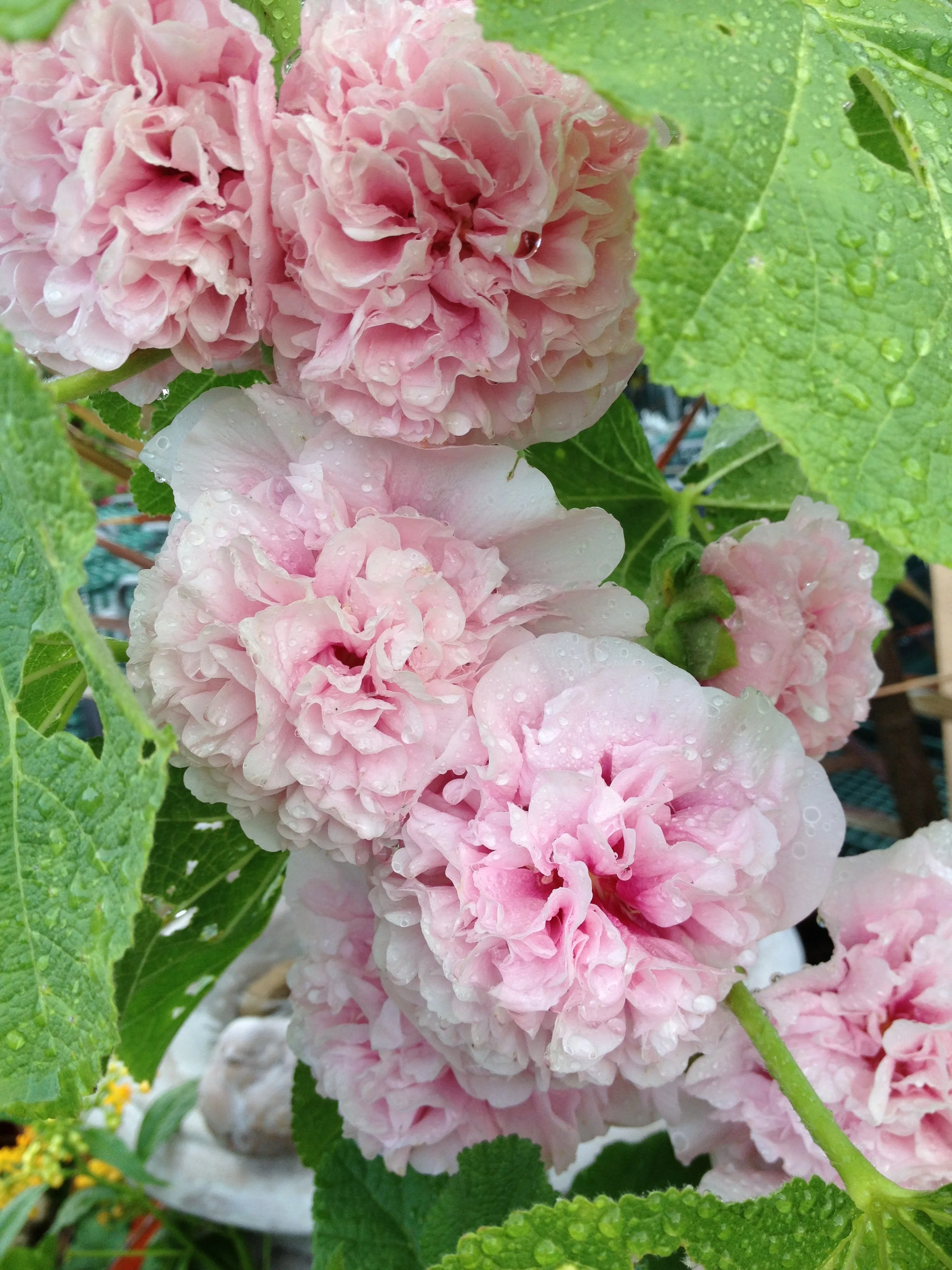 Pompom hollyhock