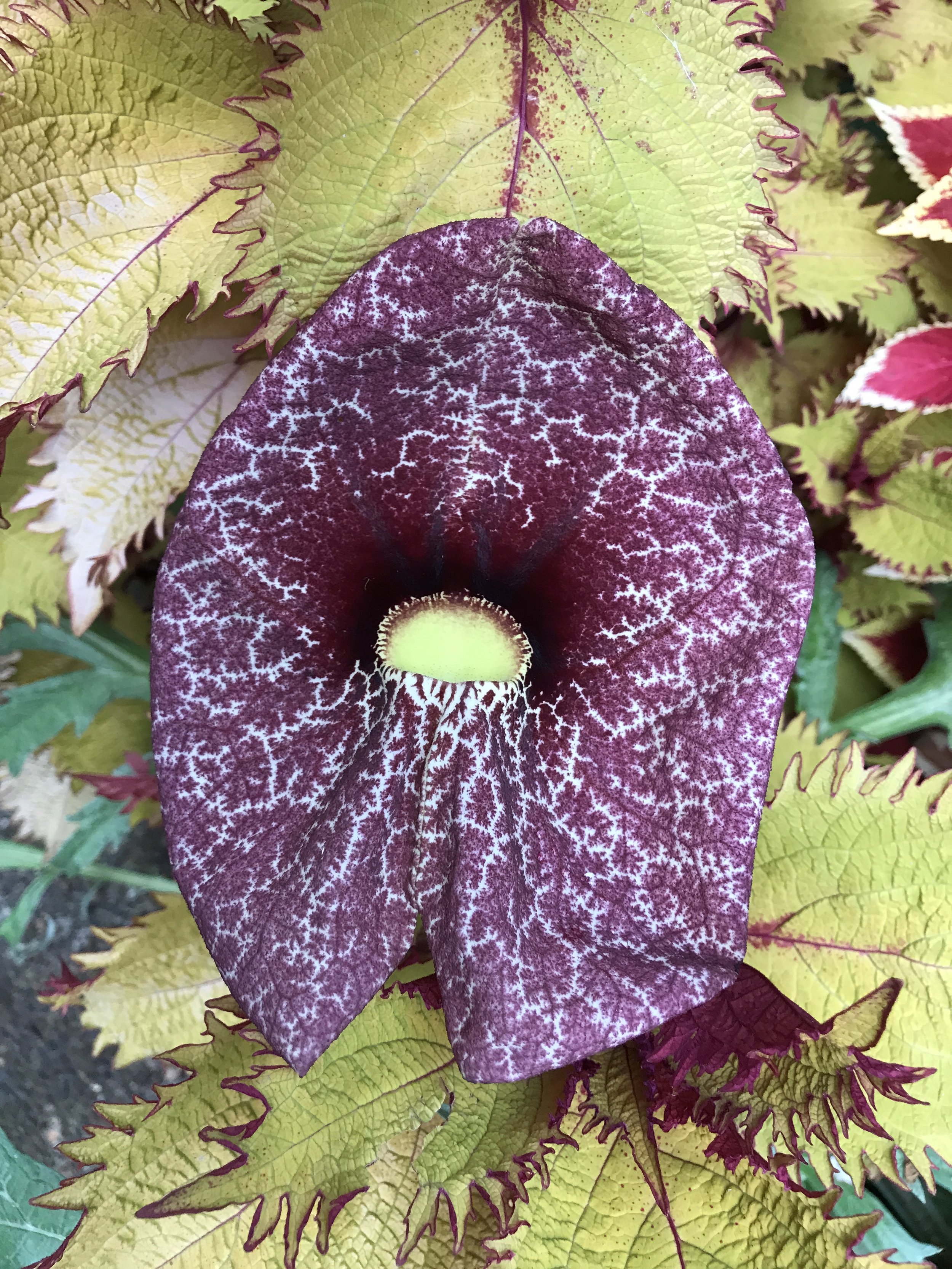 Aristolochia against coleus foliage