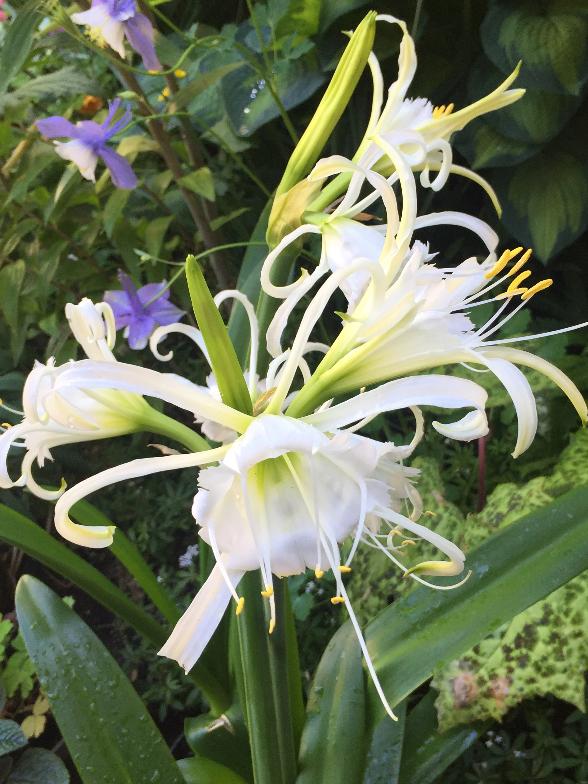 Hymenocallis